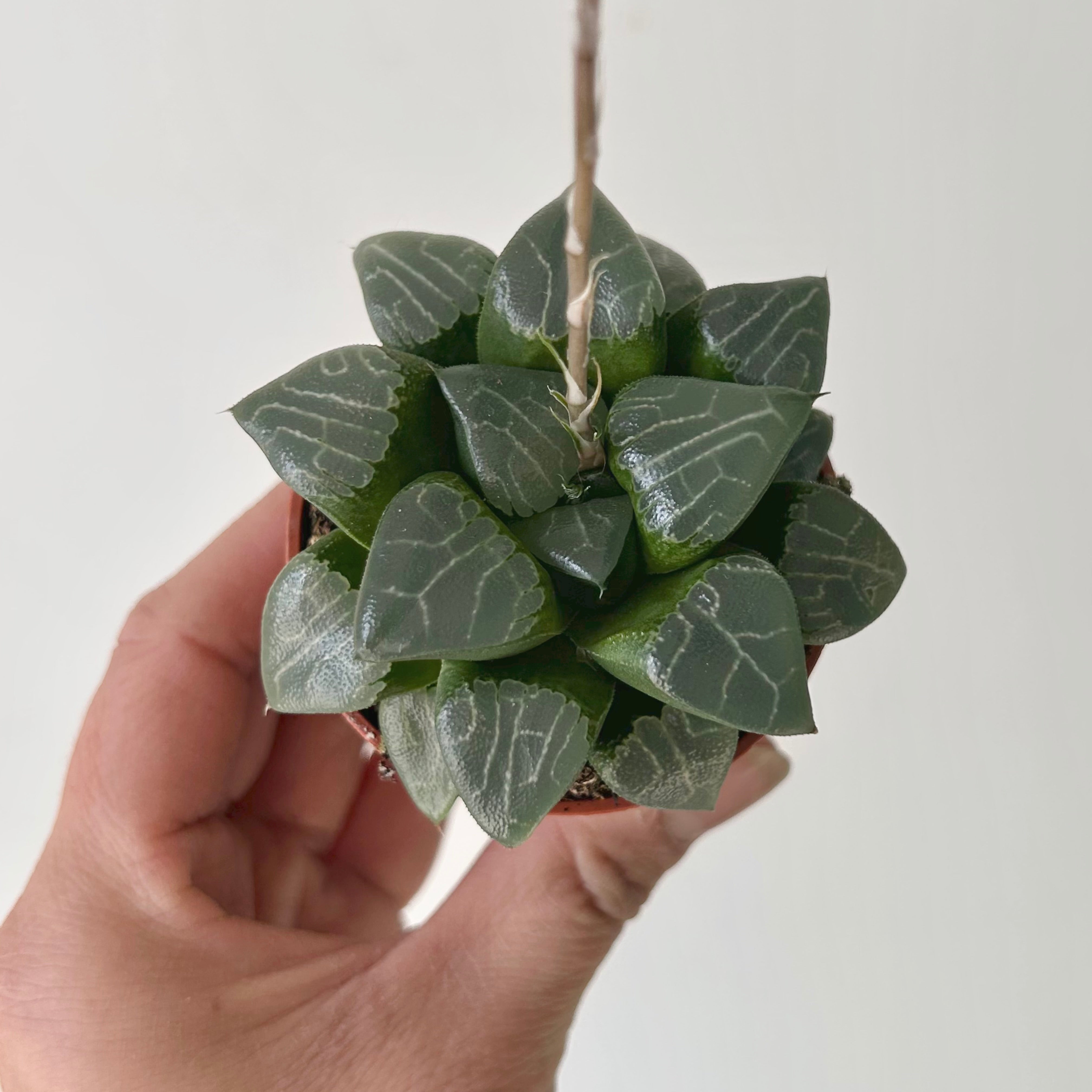 Haworthia bayeri 2.5 pot