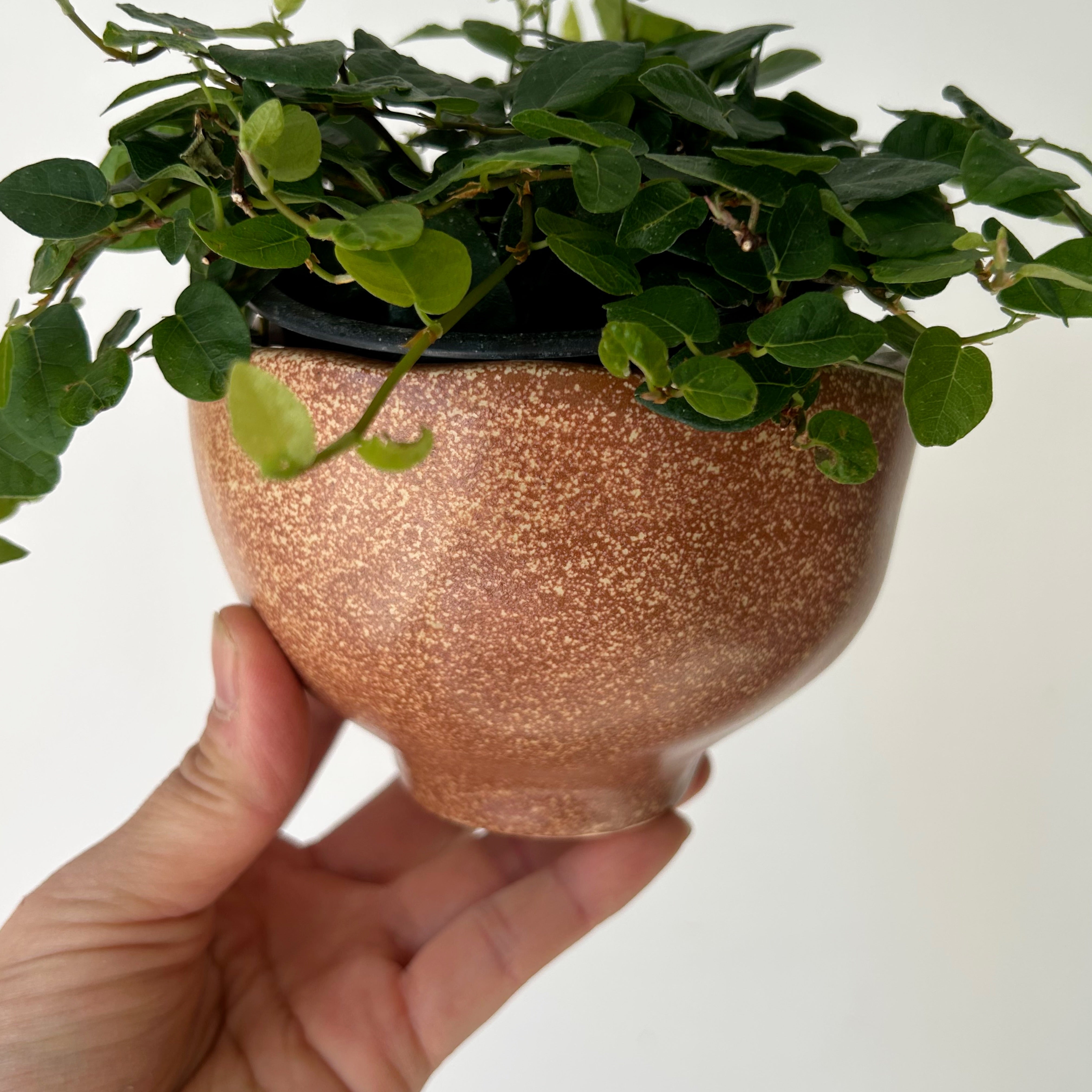 CYRUS scalloped edge decorative pot (4”x3”)