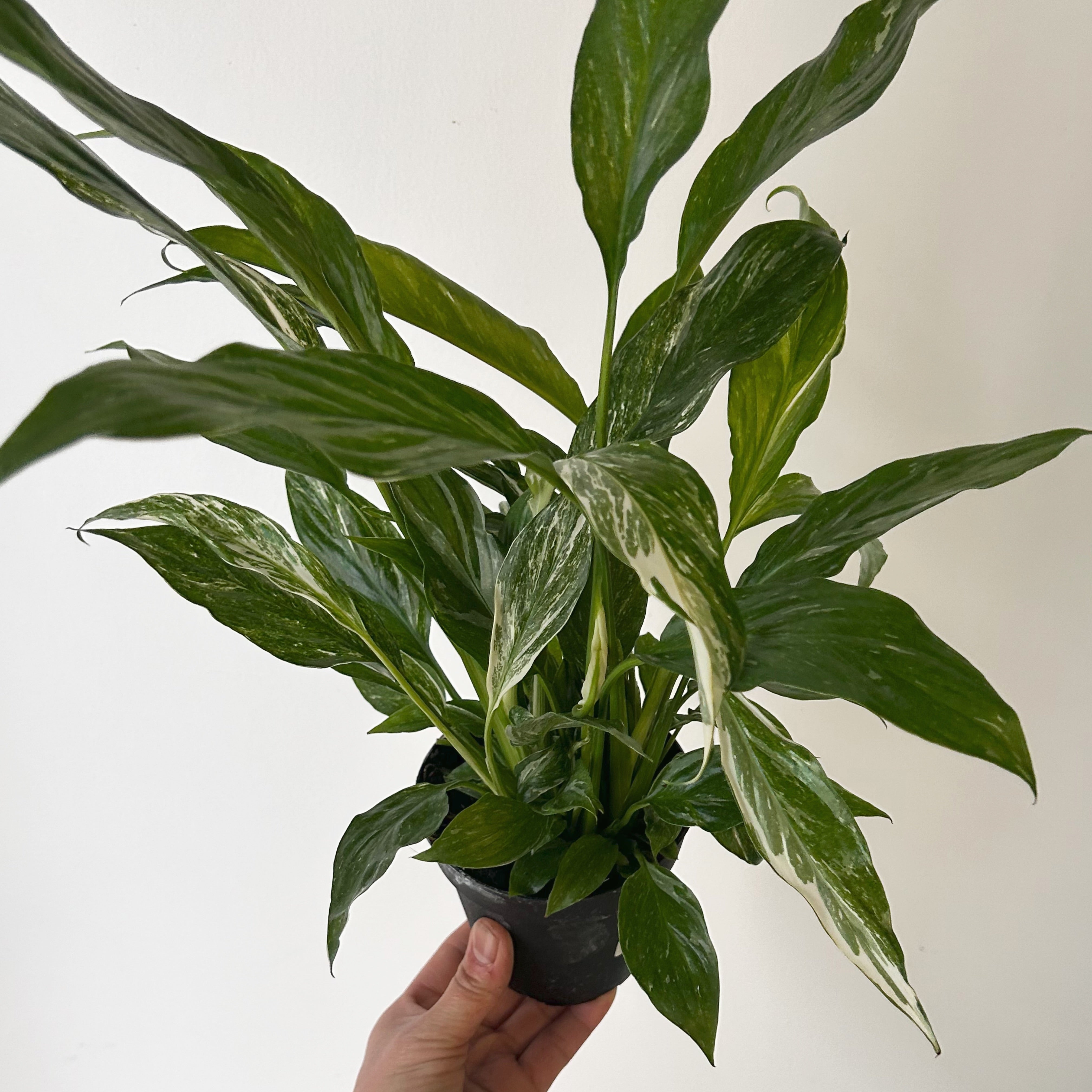 Variegated Peace Lily “Domino” 4”pot