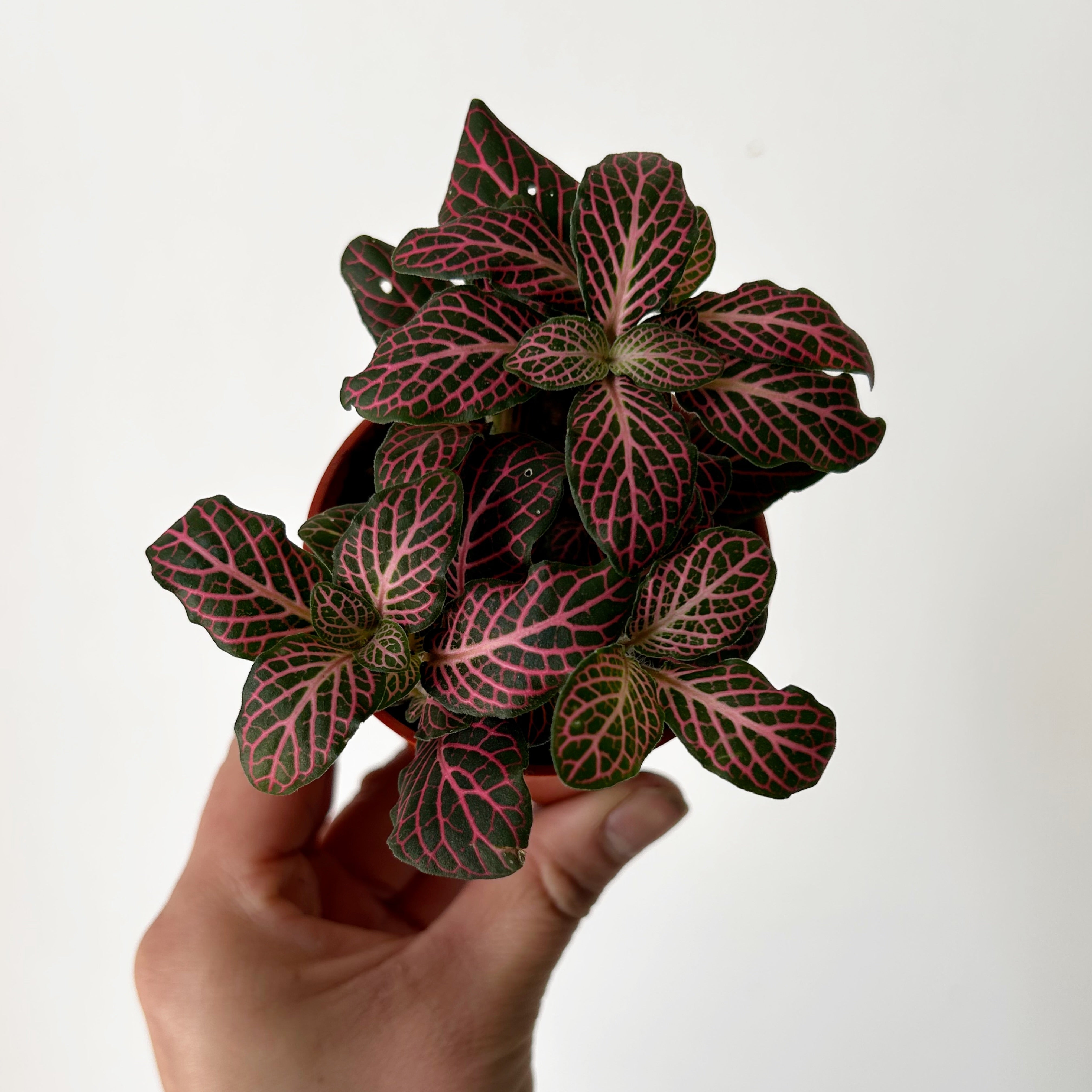 Pink Nerve Plant (Fittonia) 3”pot