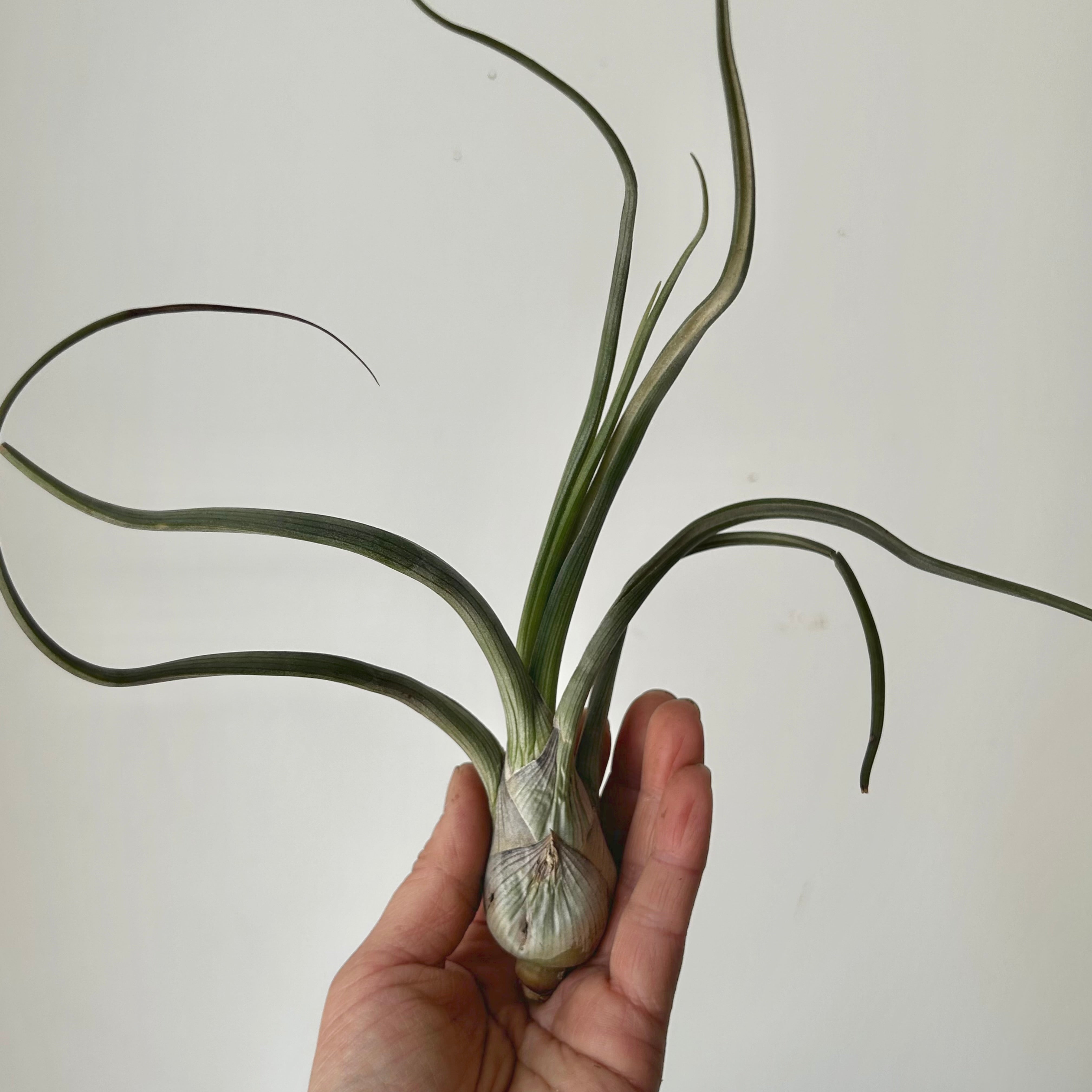 Tillandsia pseudobaileyi