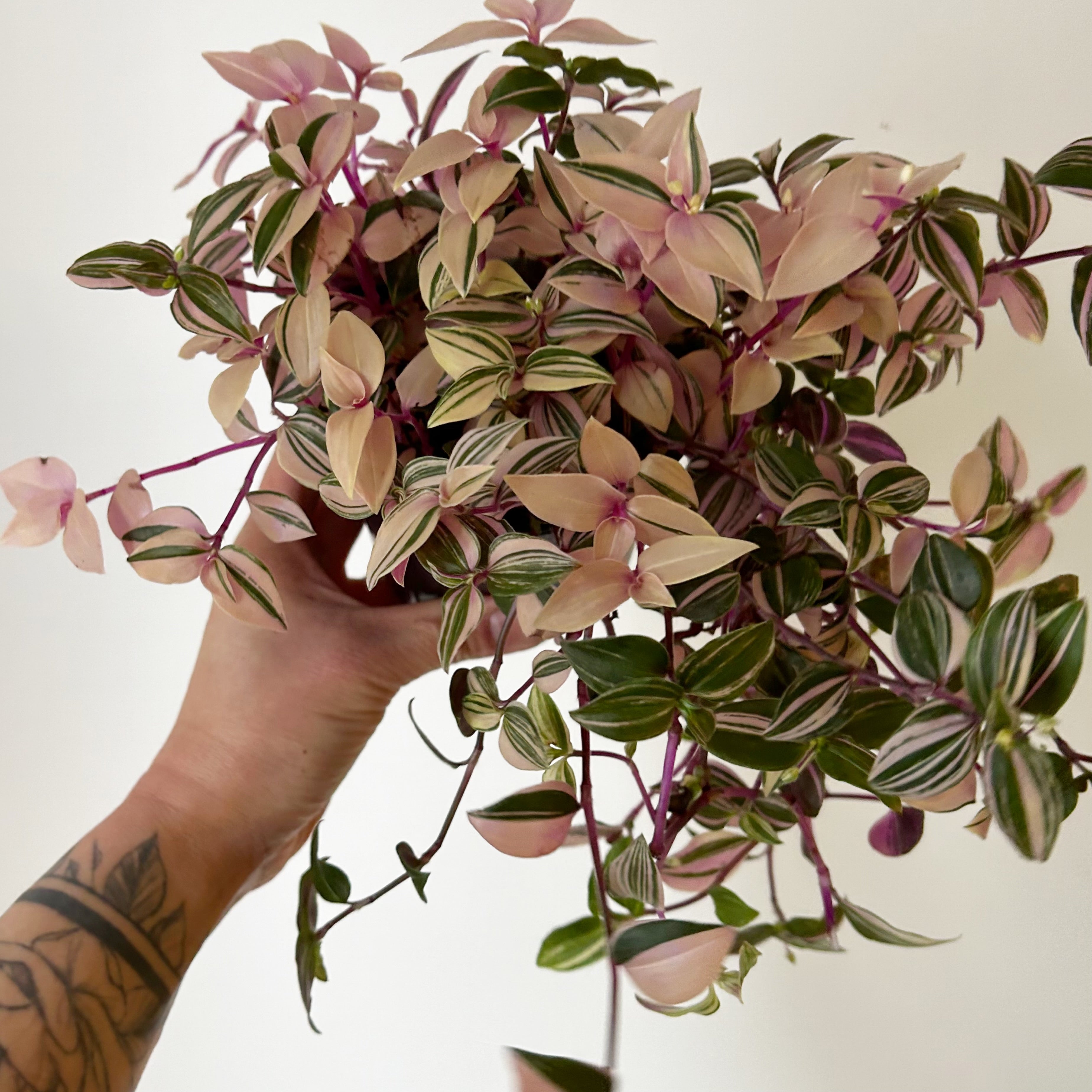 Tradescantia fluminensis Tricolour 4”pot