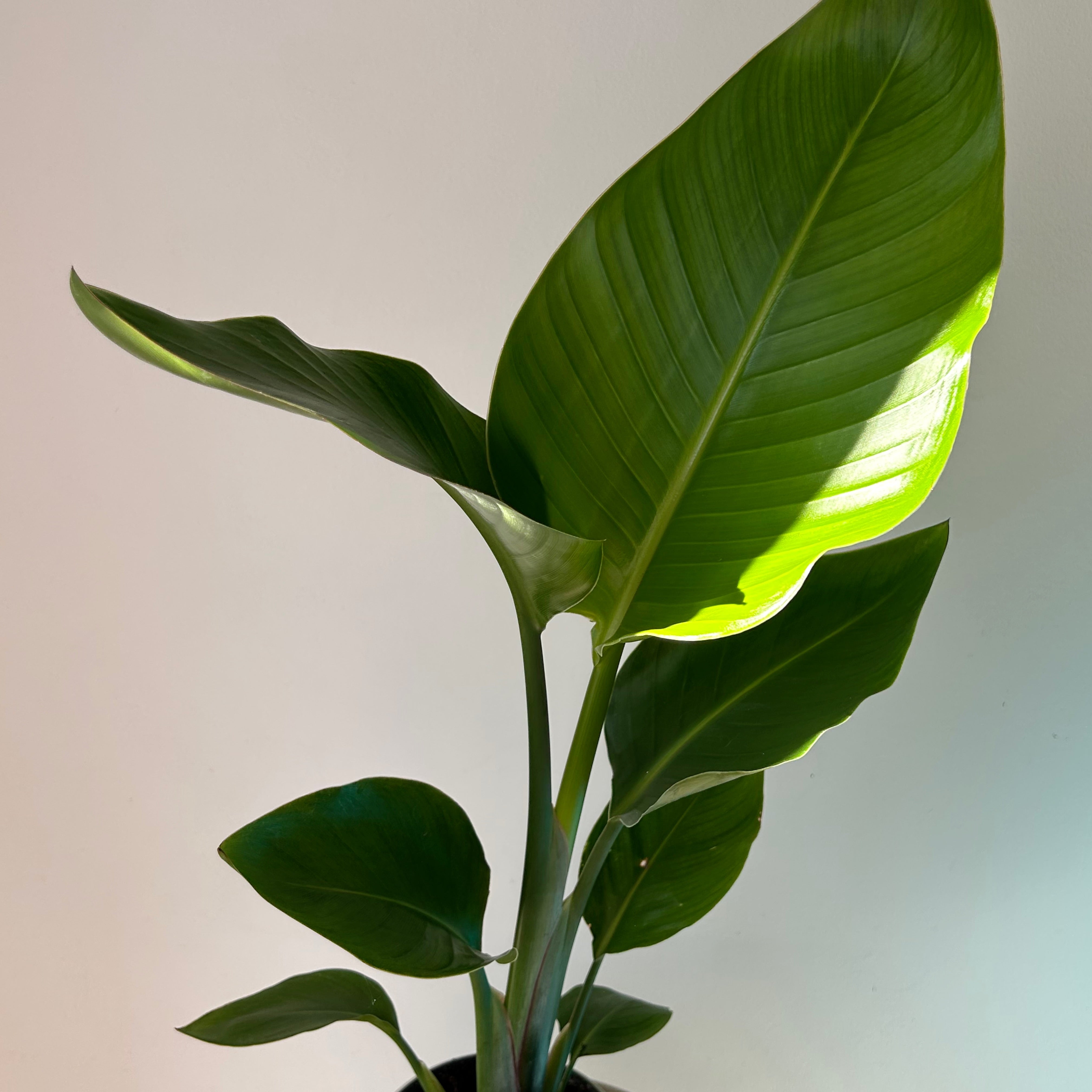 White Bird of Paradise (Strelitzia nicolai) approximately  18 inches tall in 5”pot