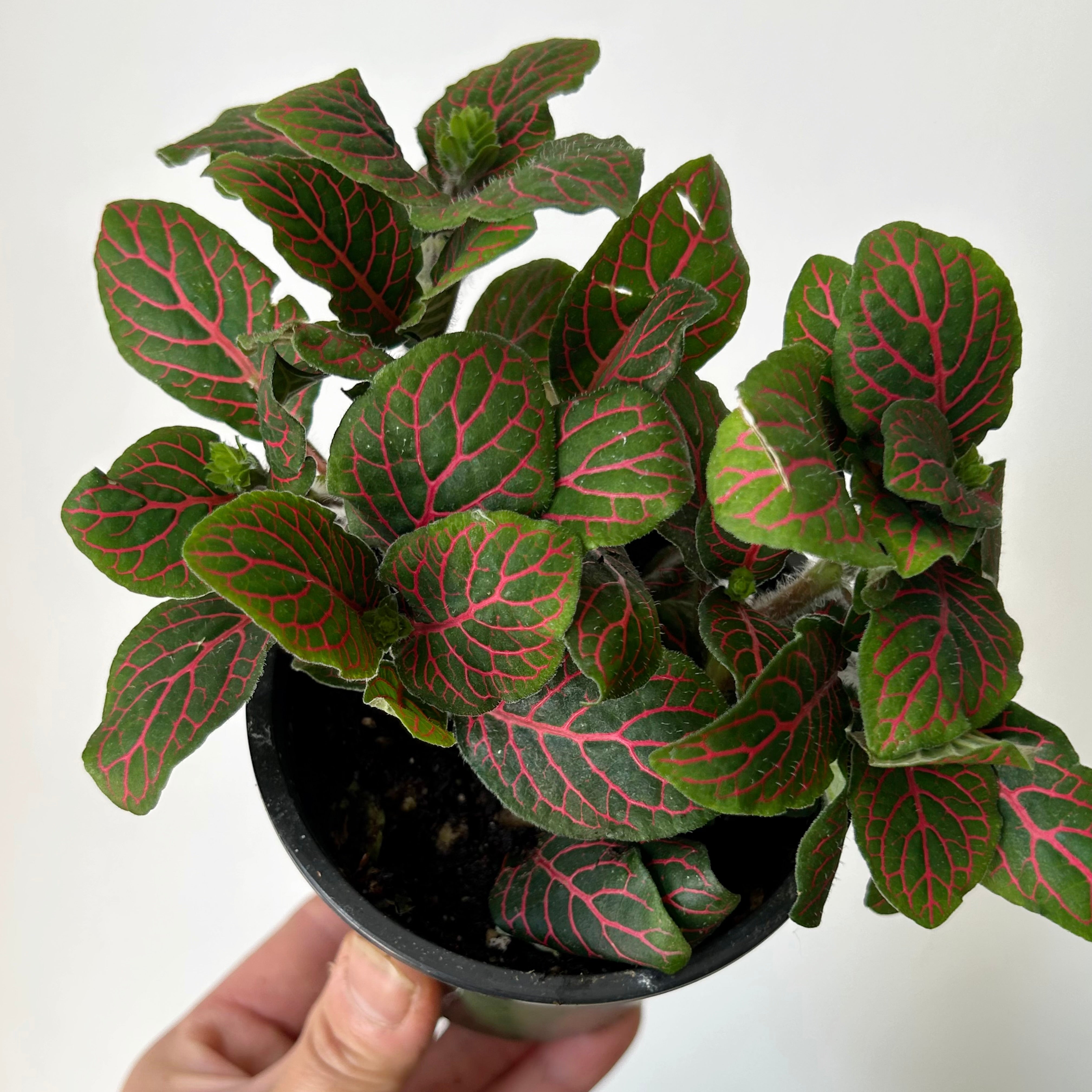 Red Nerve Plant (Fittonia) 3.5” pot