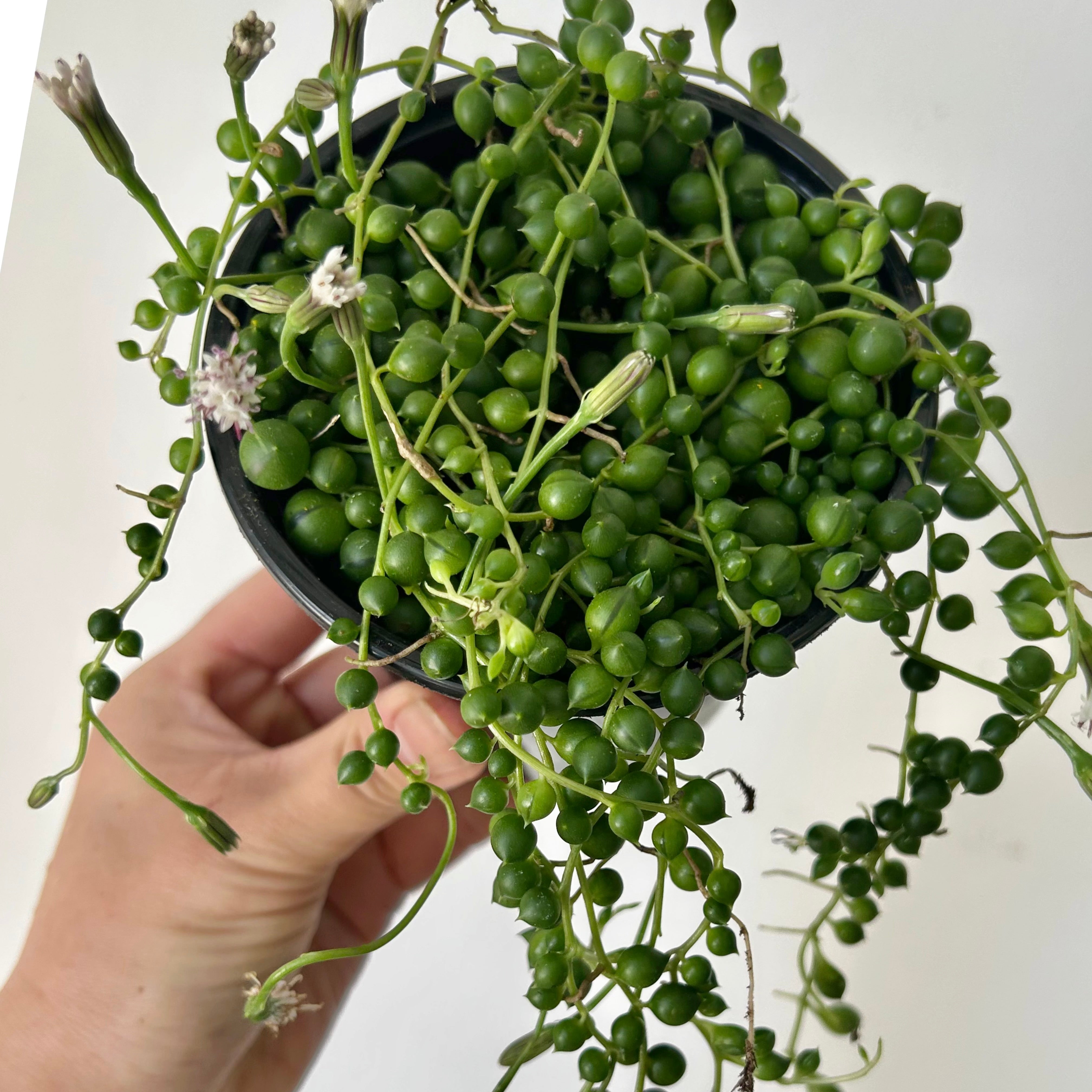 String of Pearls (Senecio) 4”pot