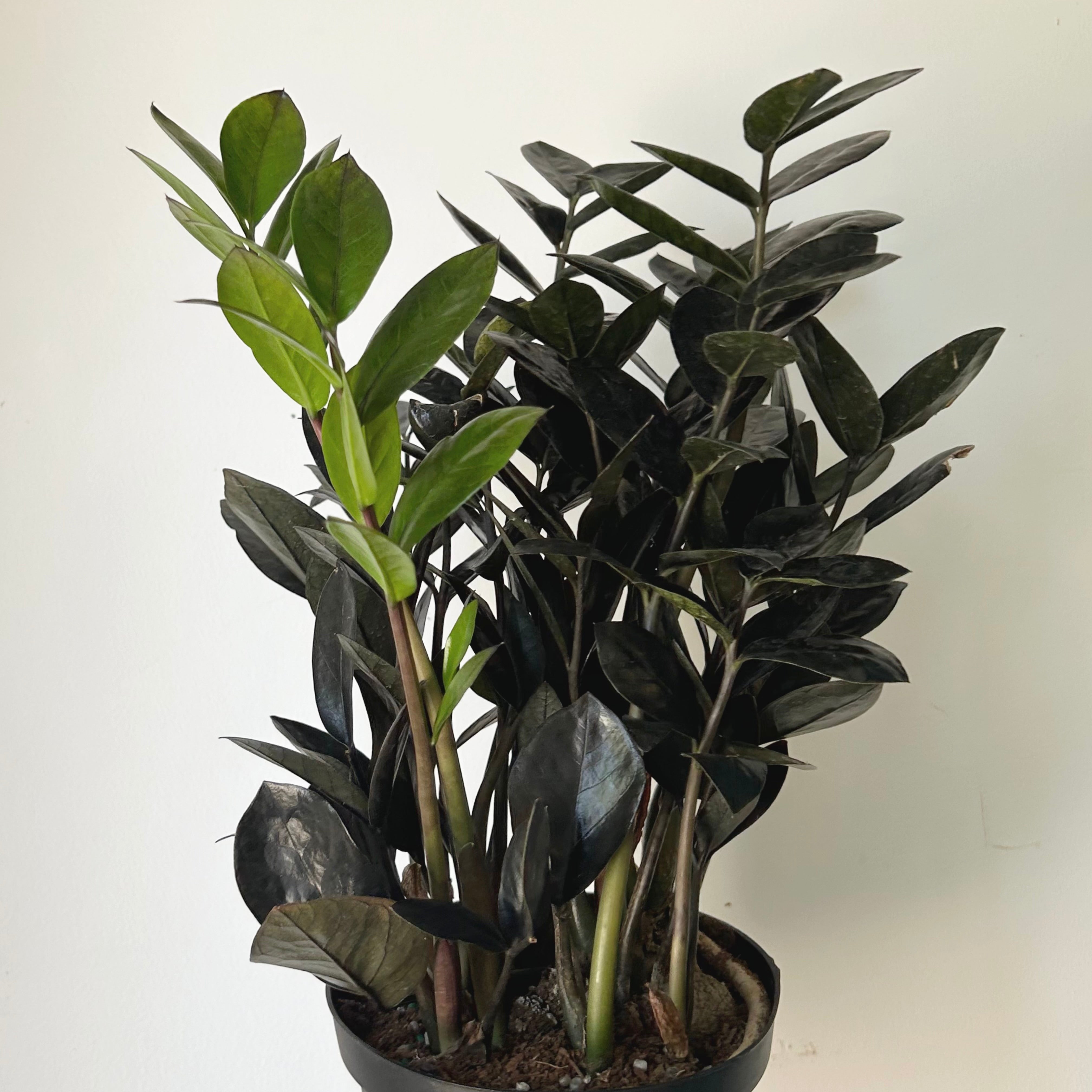Black ZZ  (Zamioculcas zamiifolia) approximately 22inches tall in 6" pot