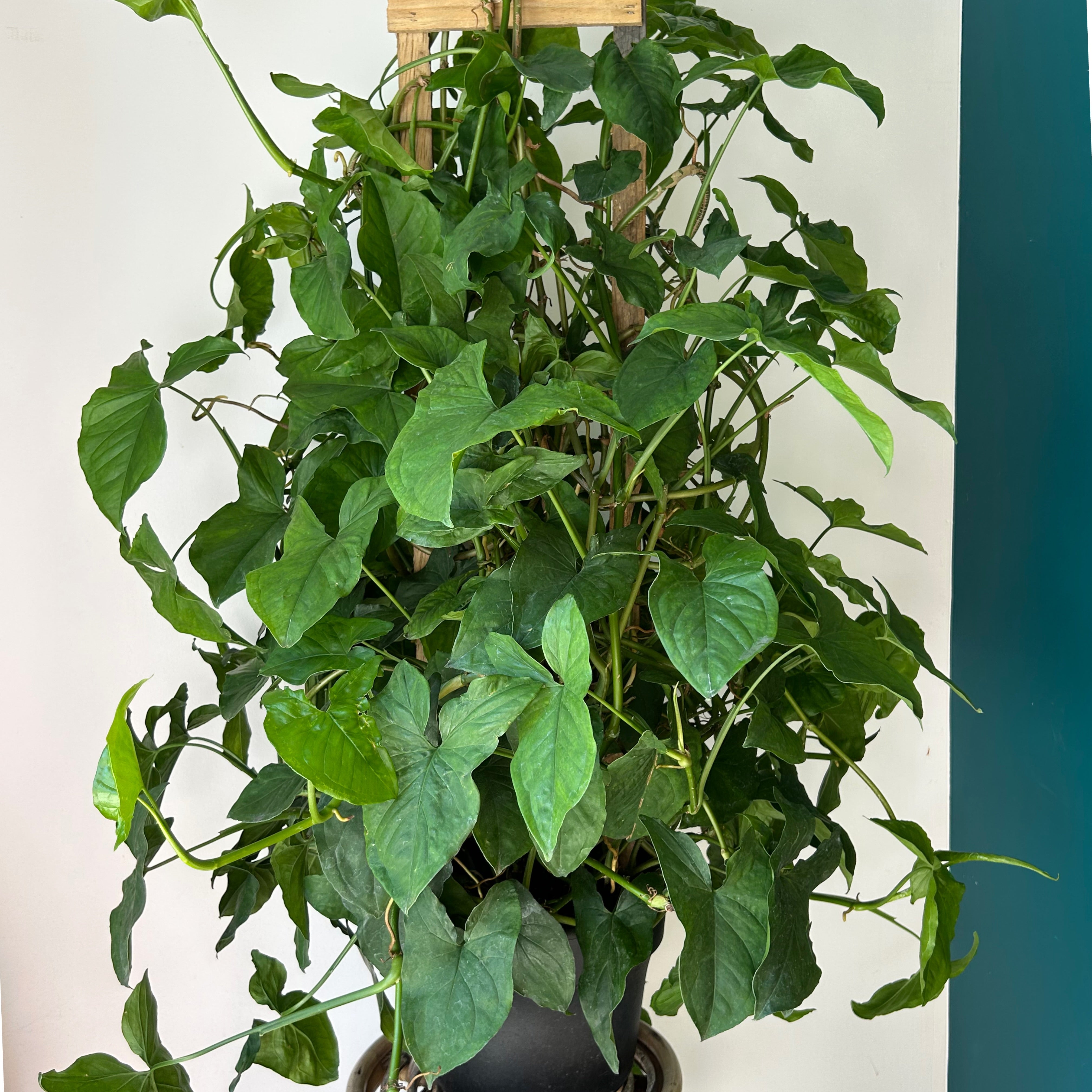 Syngonium podophyllum "Green Arrow" on wood trellis in 10”pot