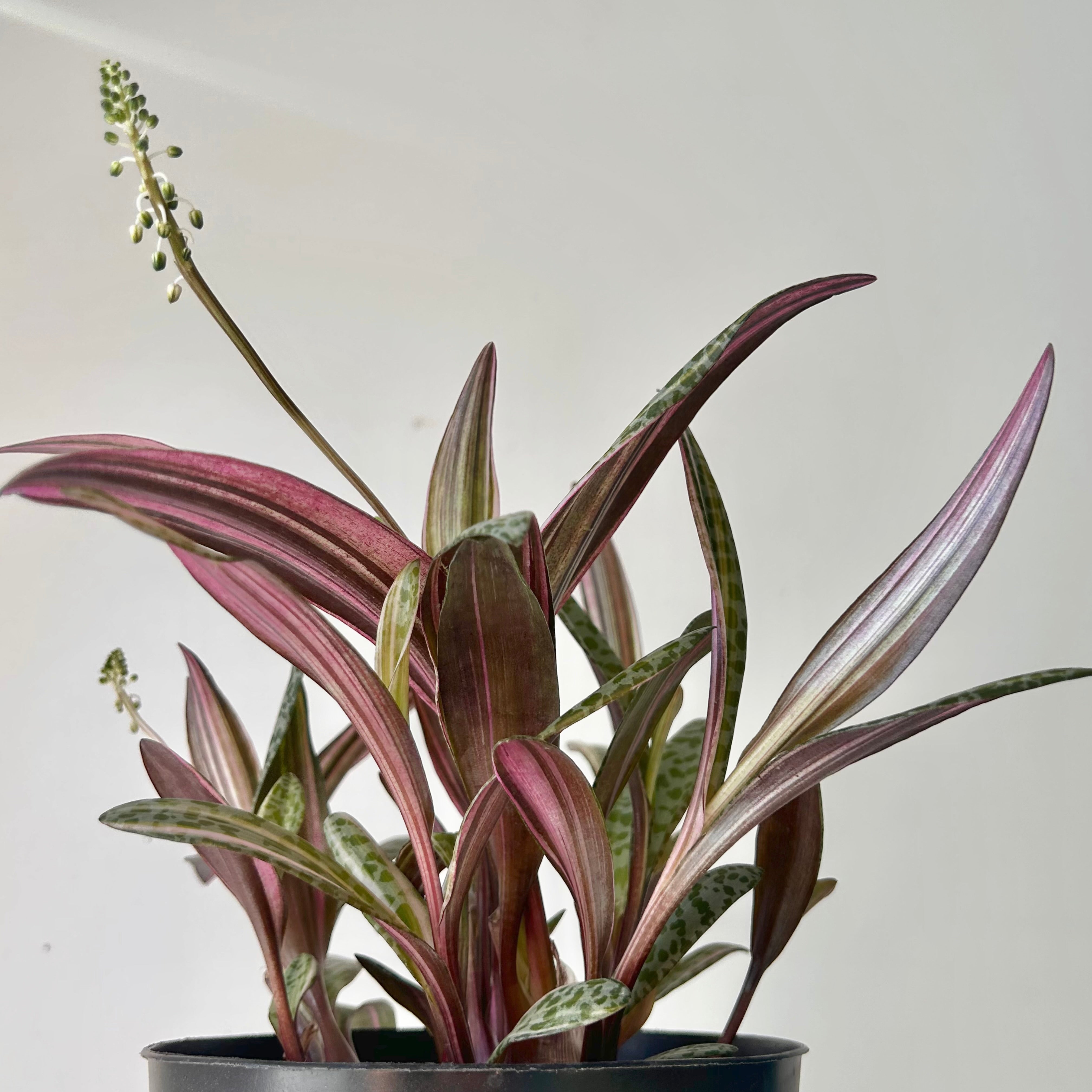 Pink Squill “Juda” 6”pot (Ledebouria socialis variegata)