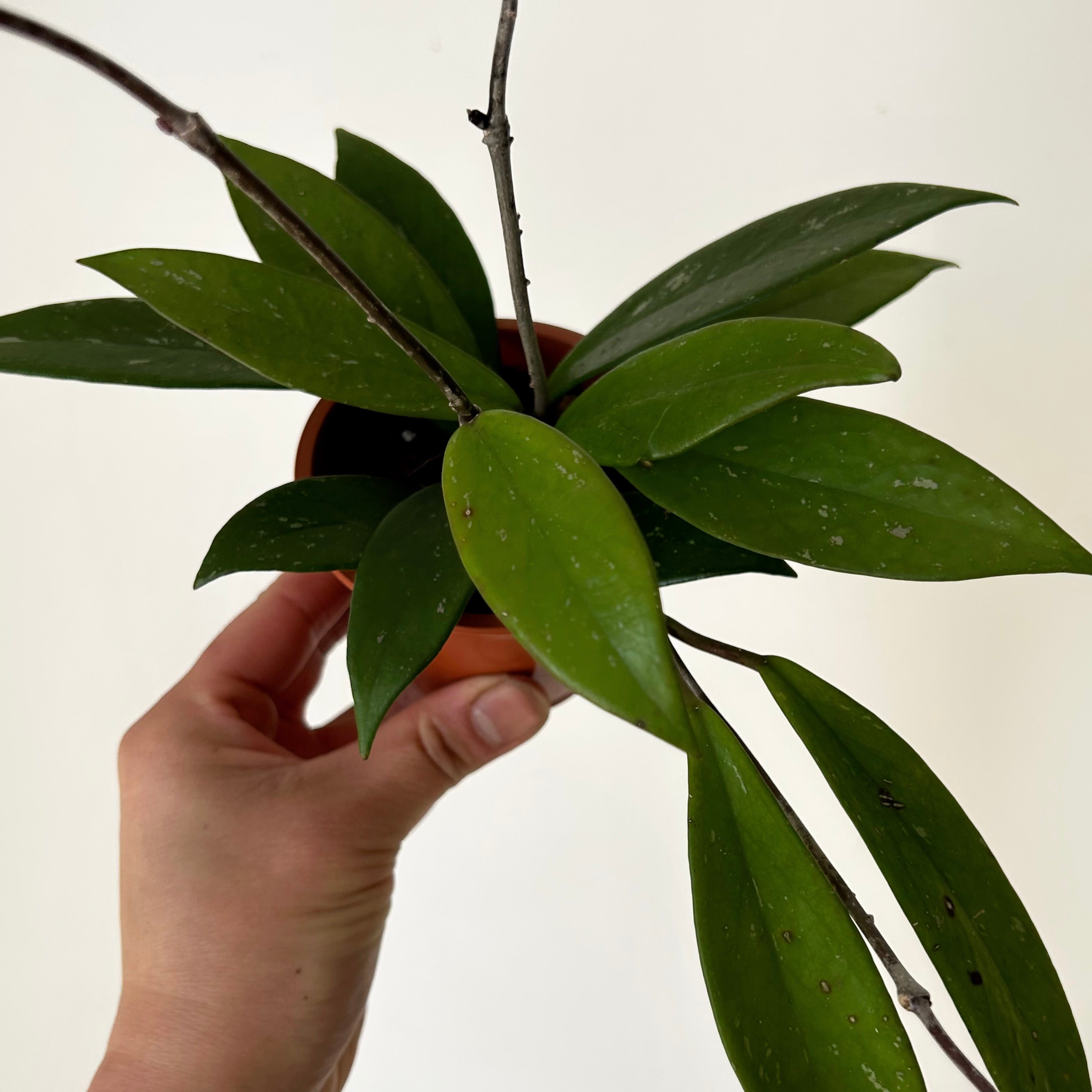 Hoya Pubicalyx 3" pot