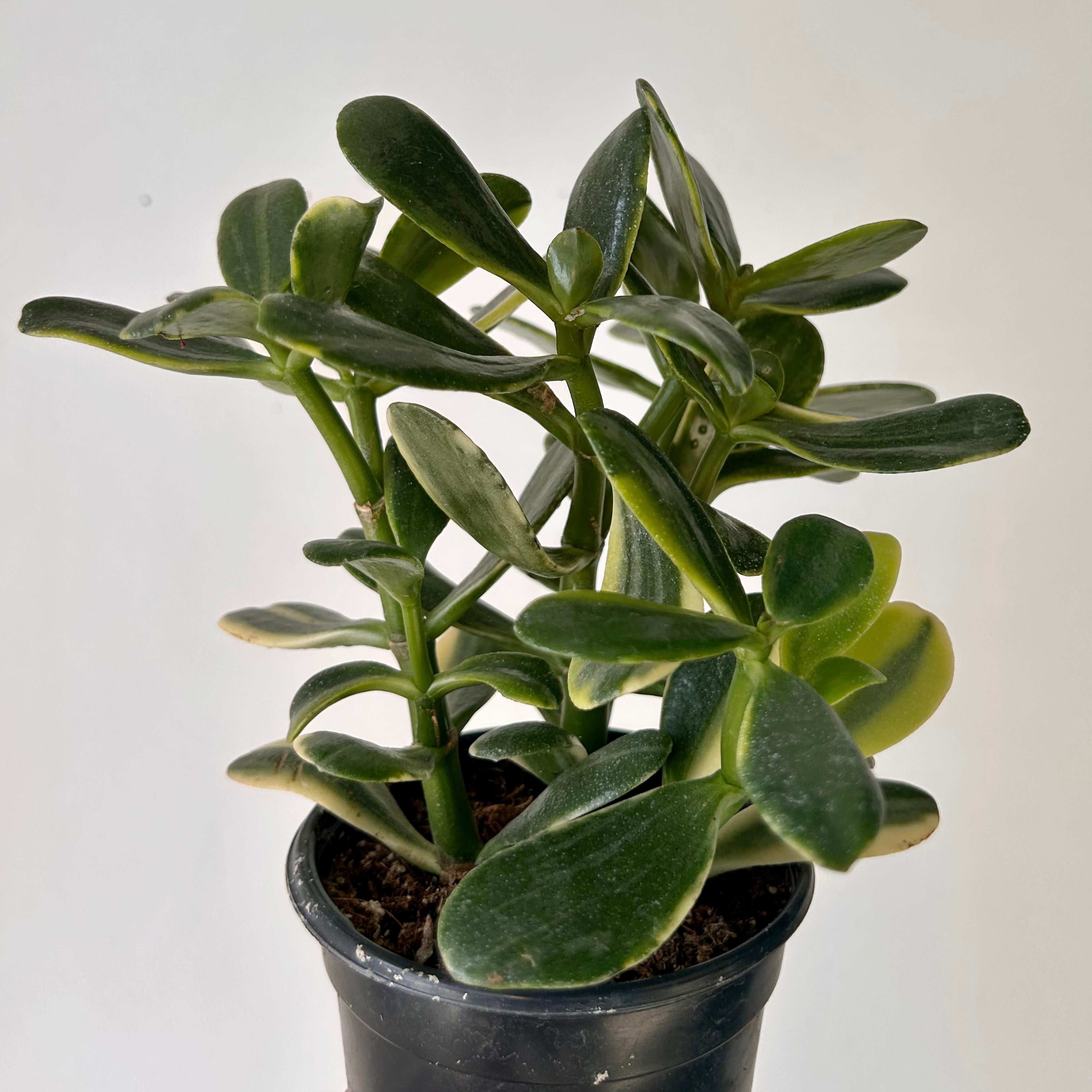 Variegated Jade Succulent  (Crassula ovata Tricolour) 4”pot