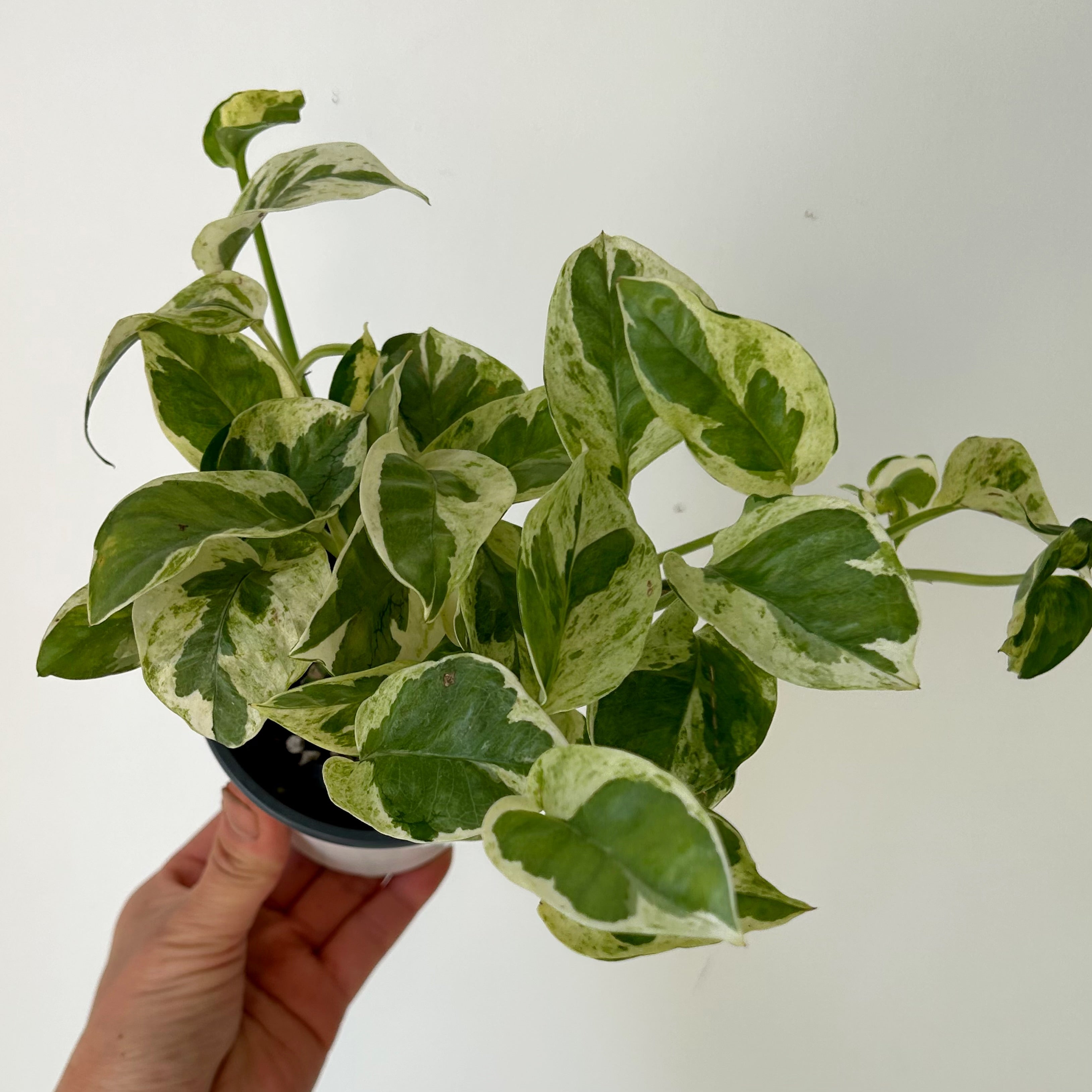 Pothos “Pearl and Jade” 4”pot