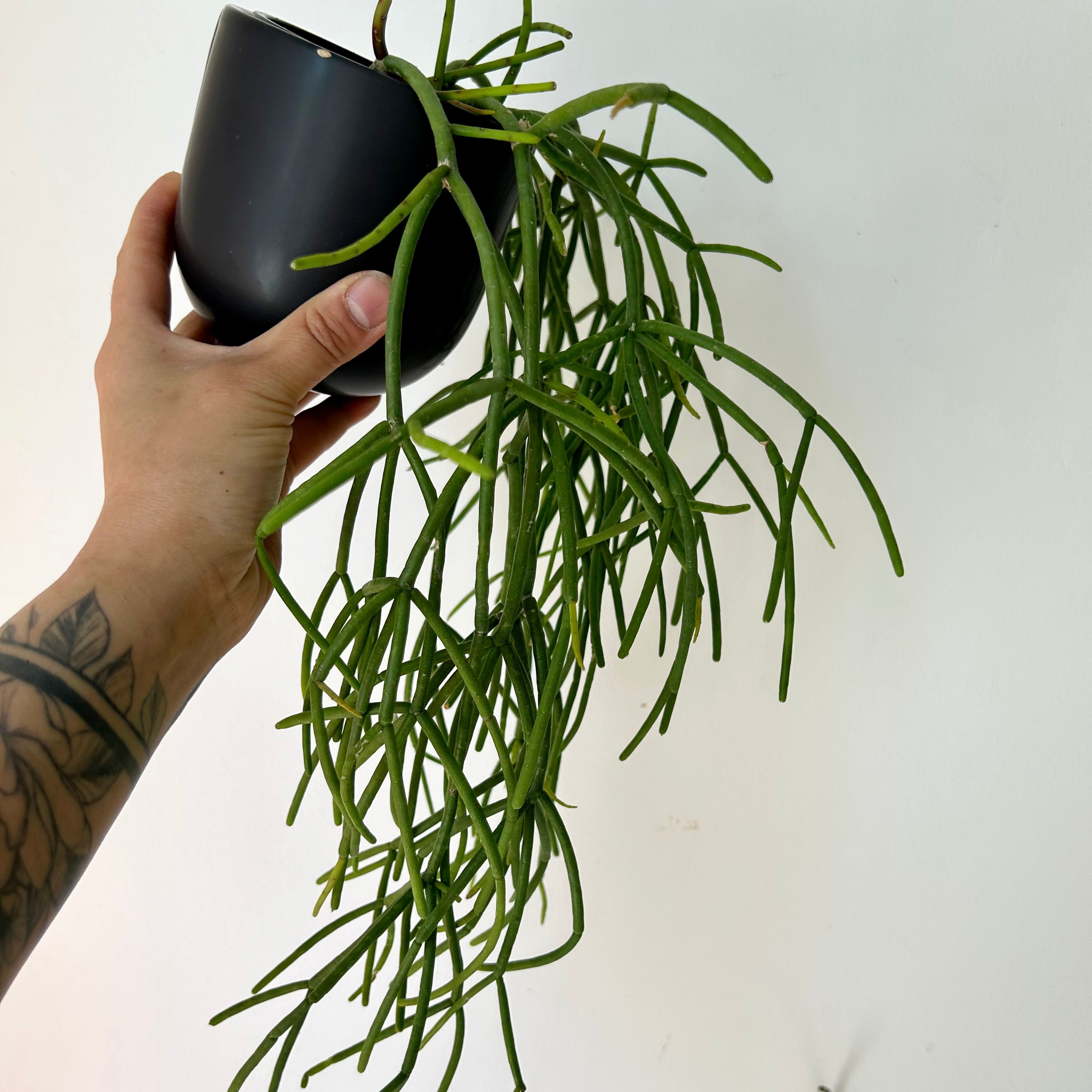 Rhipsalis baccifera 3.5” pot