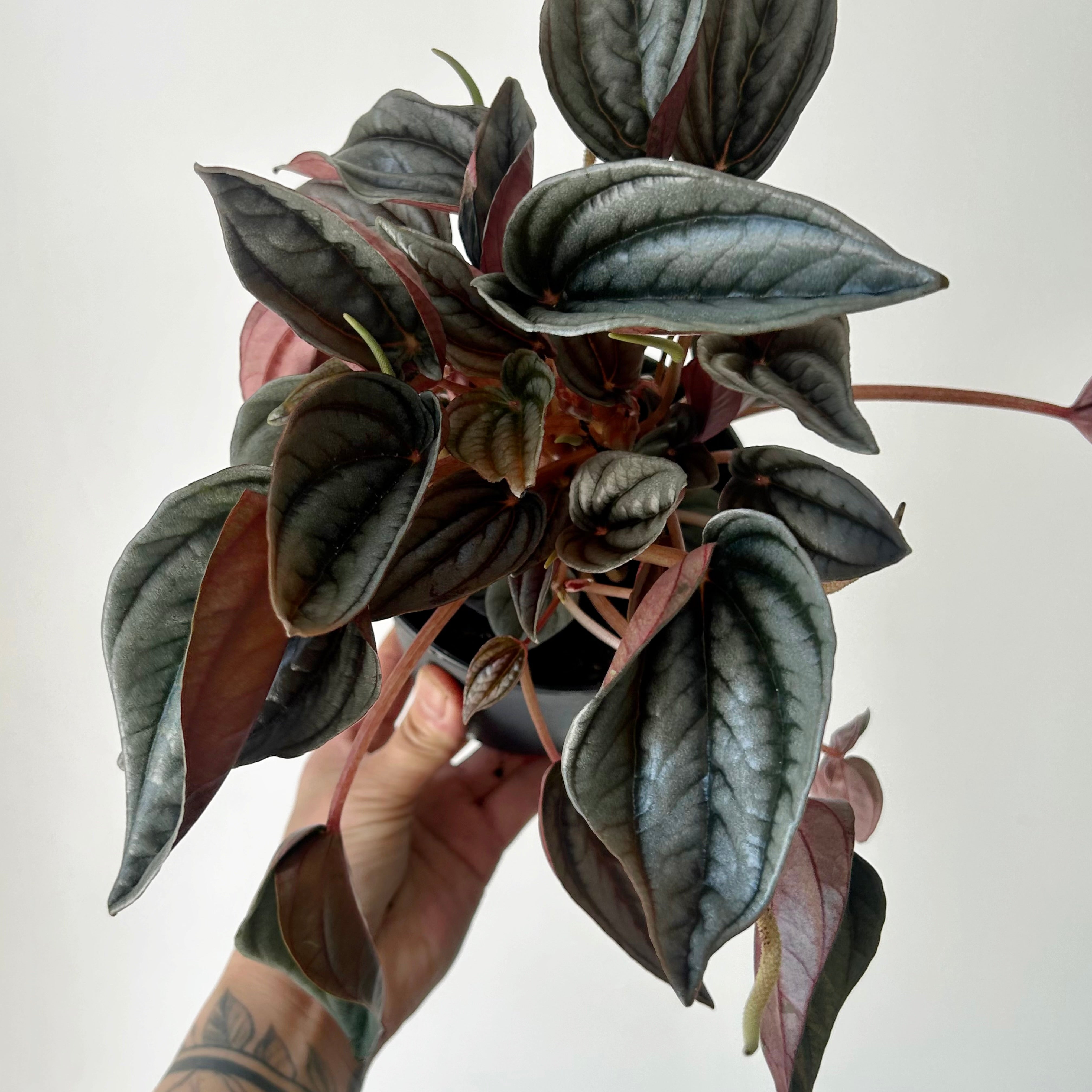 Peperomia “Mendoza” pot