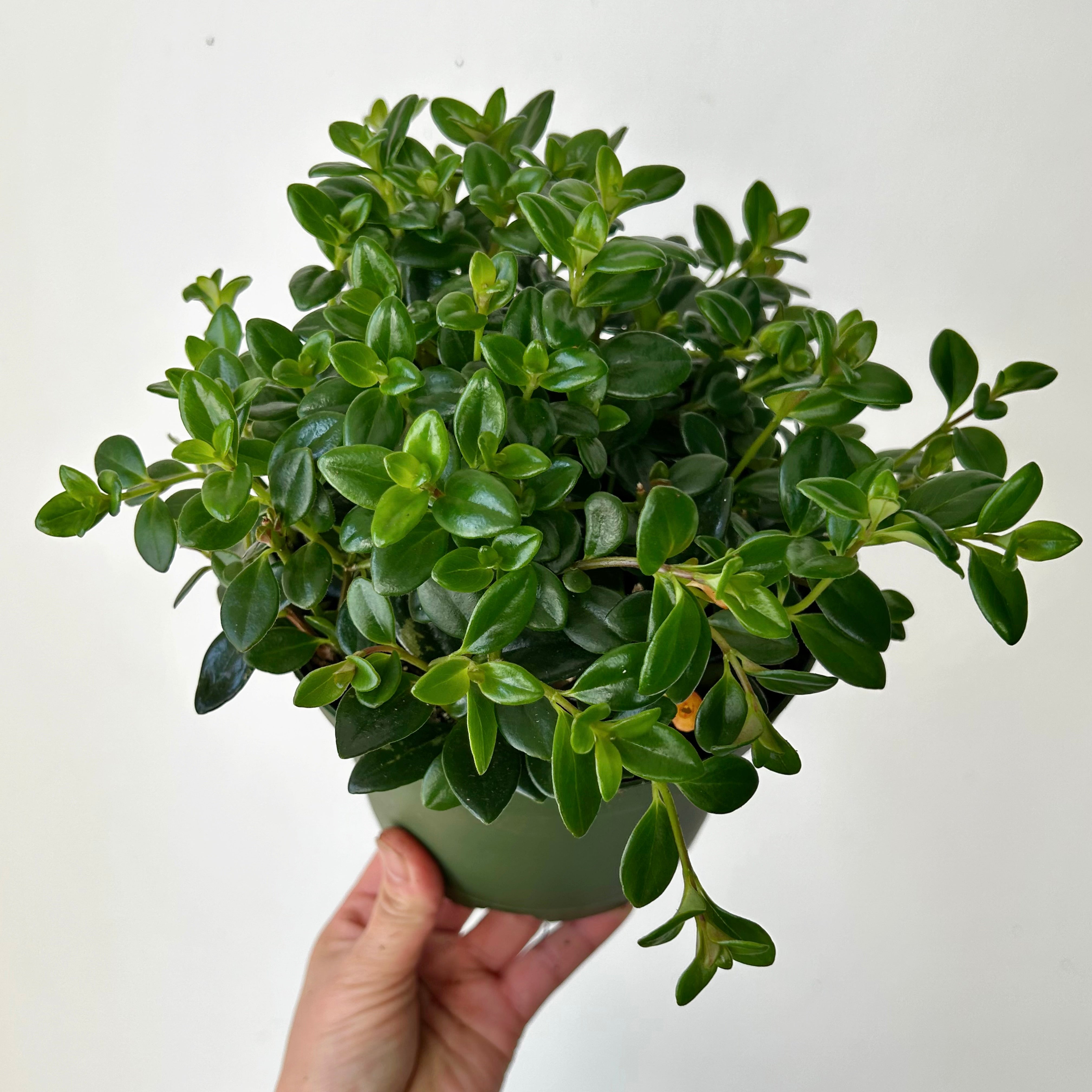 Goldfish Plant (Nematanthus) 6” pot