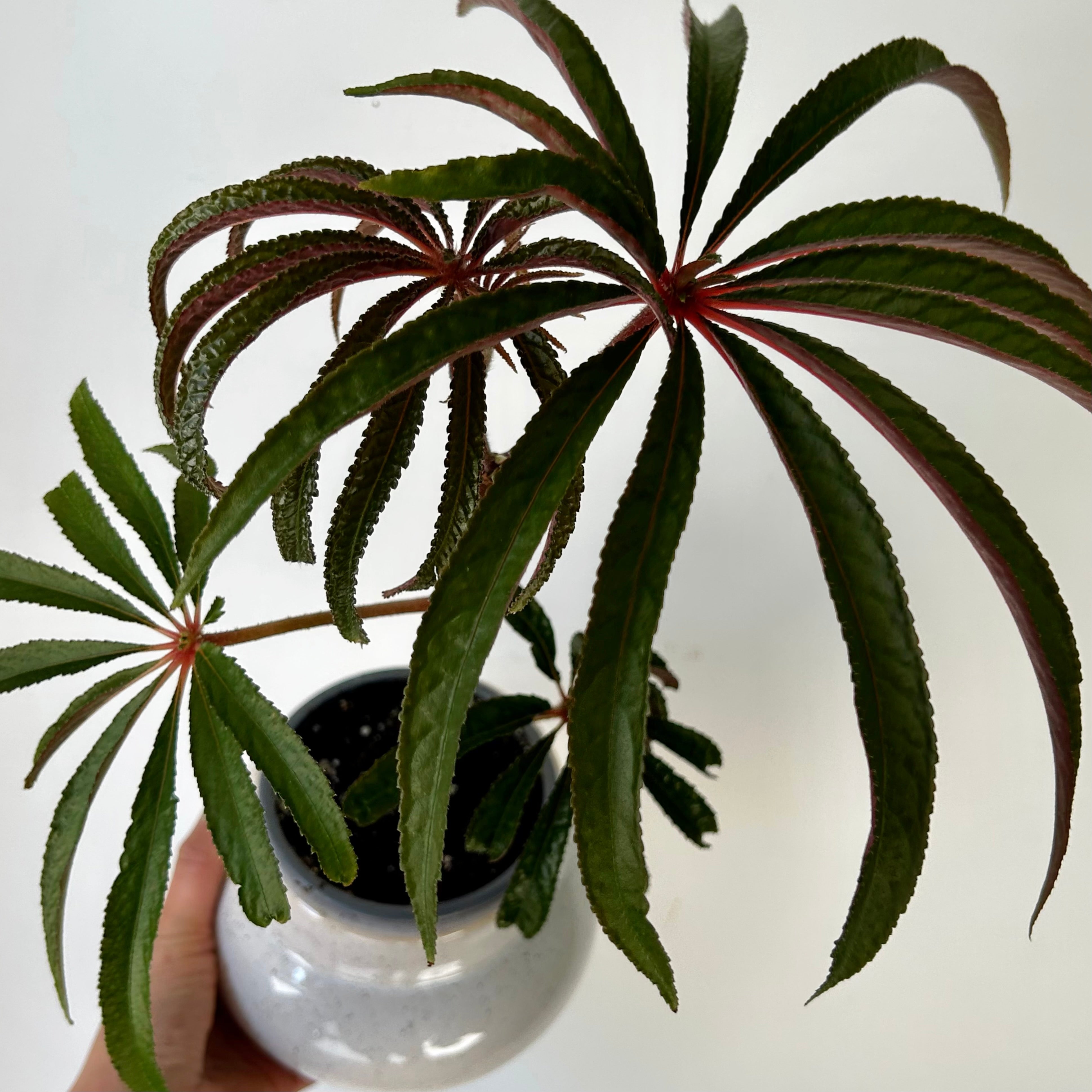 Palm Leaf Begonia (Luxurians) 4” pot