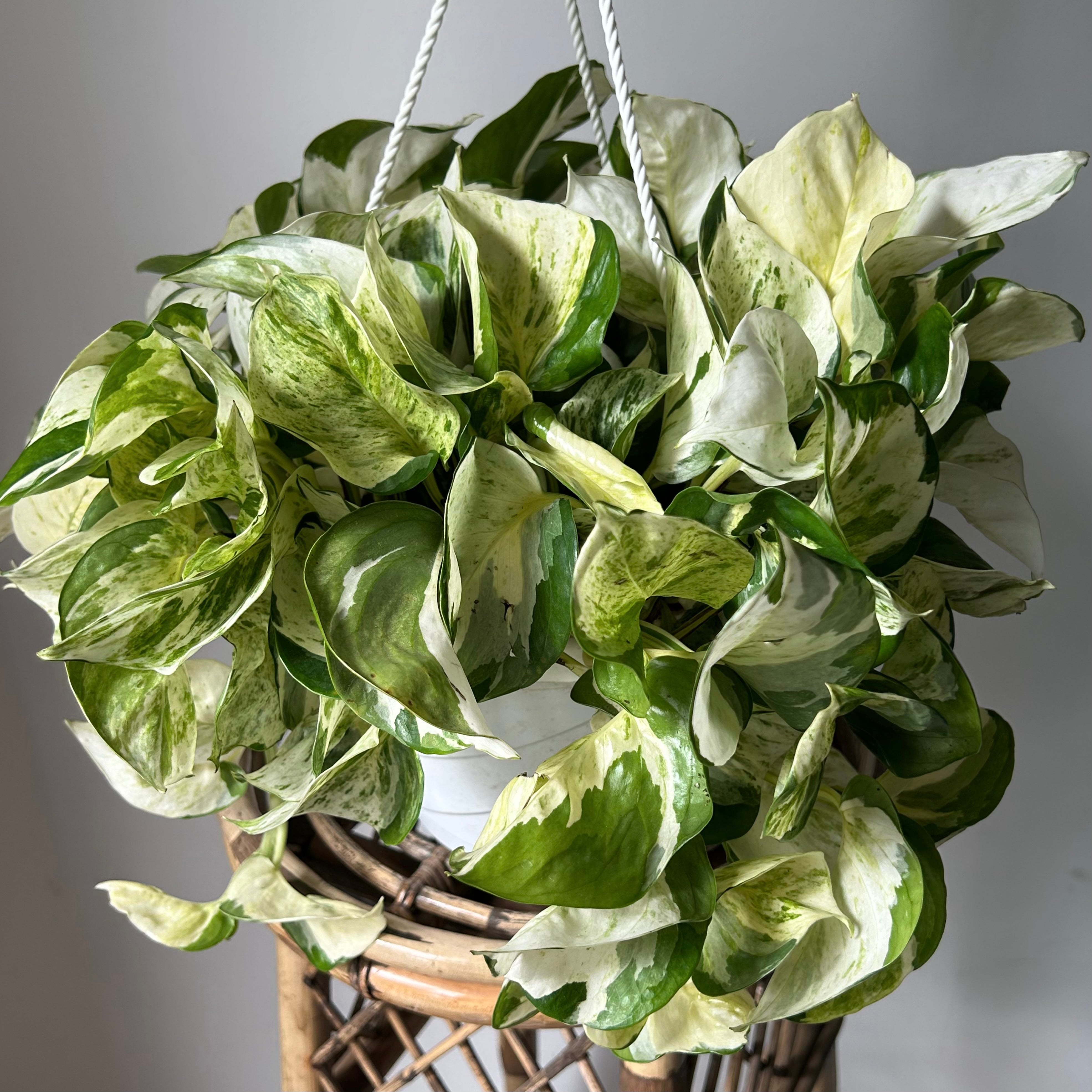 Manjula Pothos 8” hanging basket