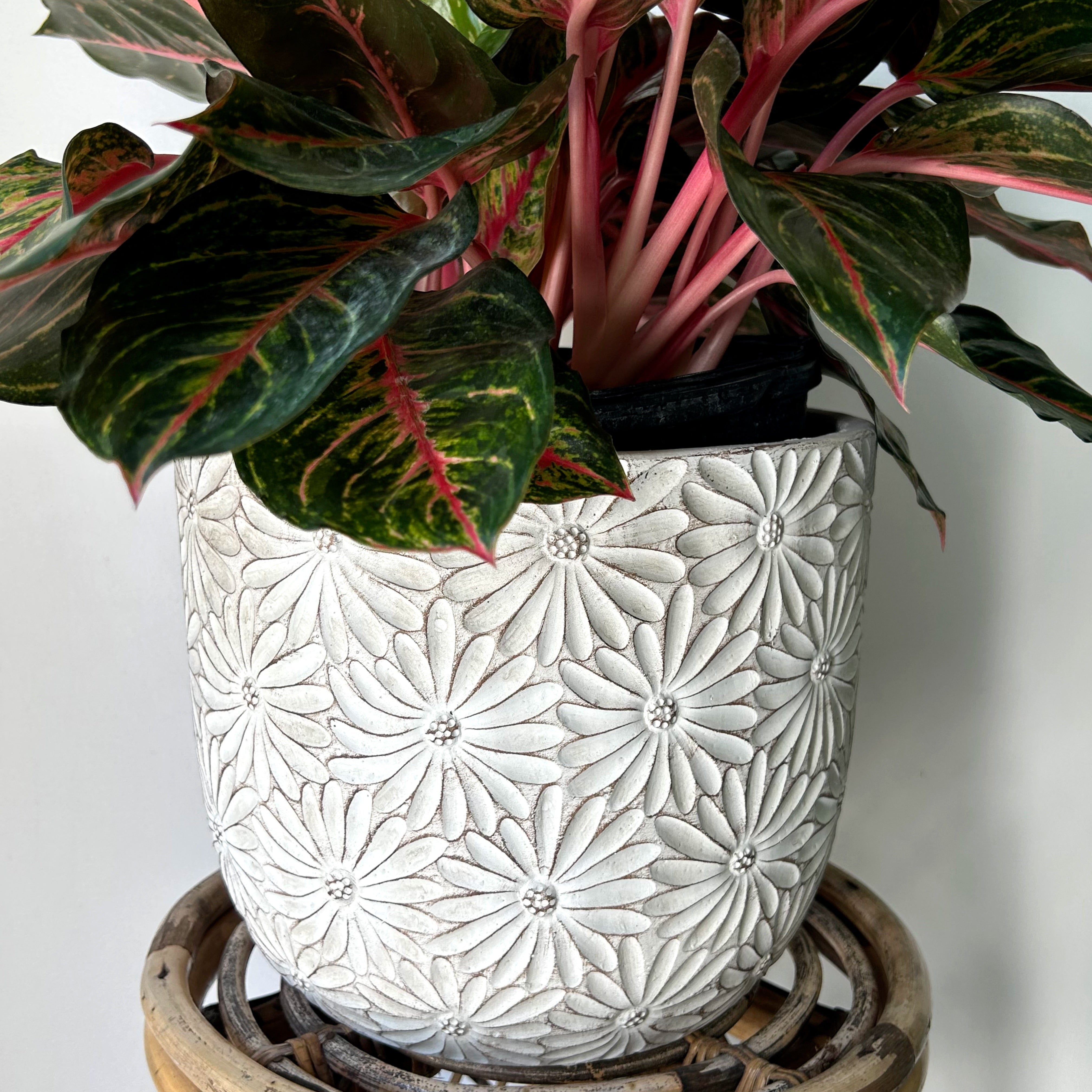 DAISY Large decorative cement pot (available in two sizes)