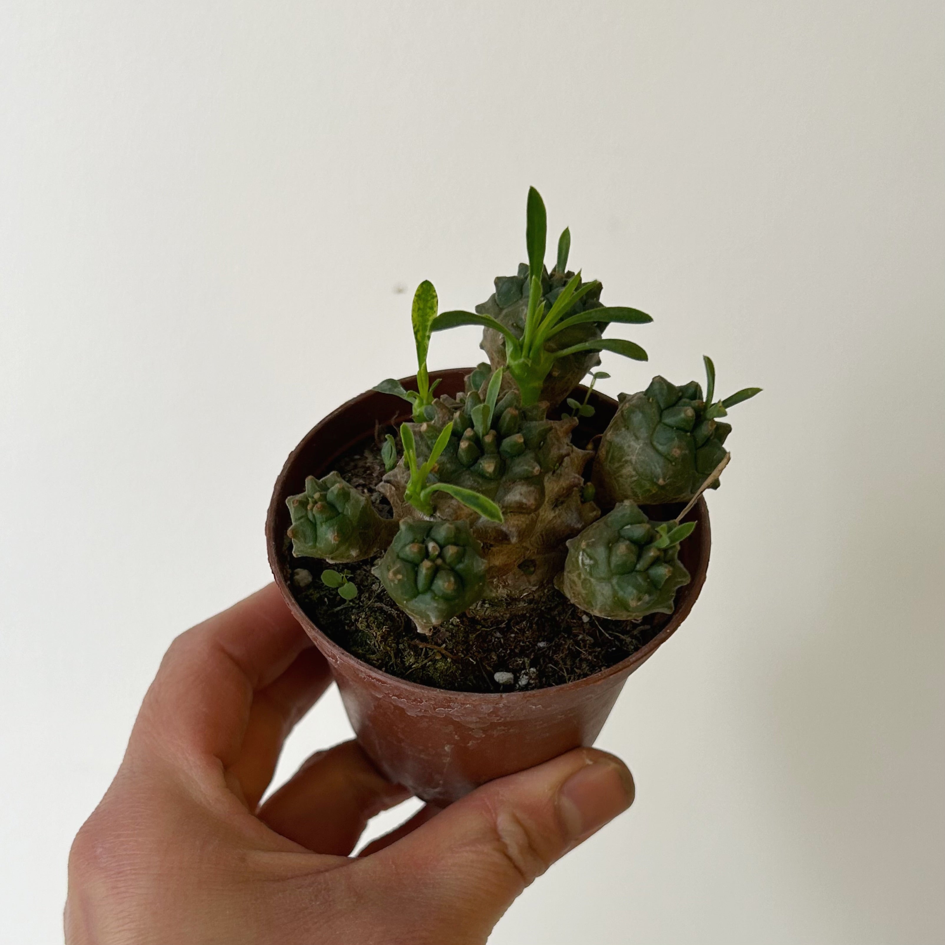 Euphorbia bupleurifolia x susannae 3” pot
