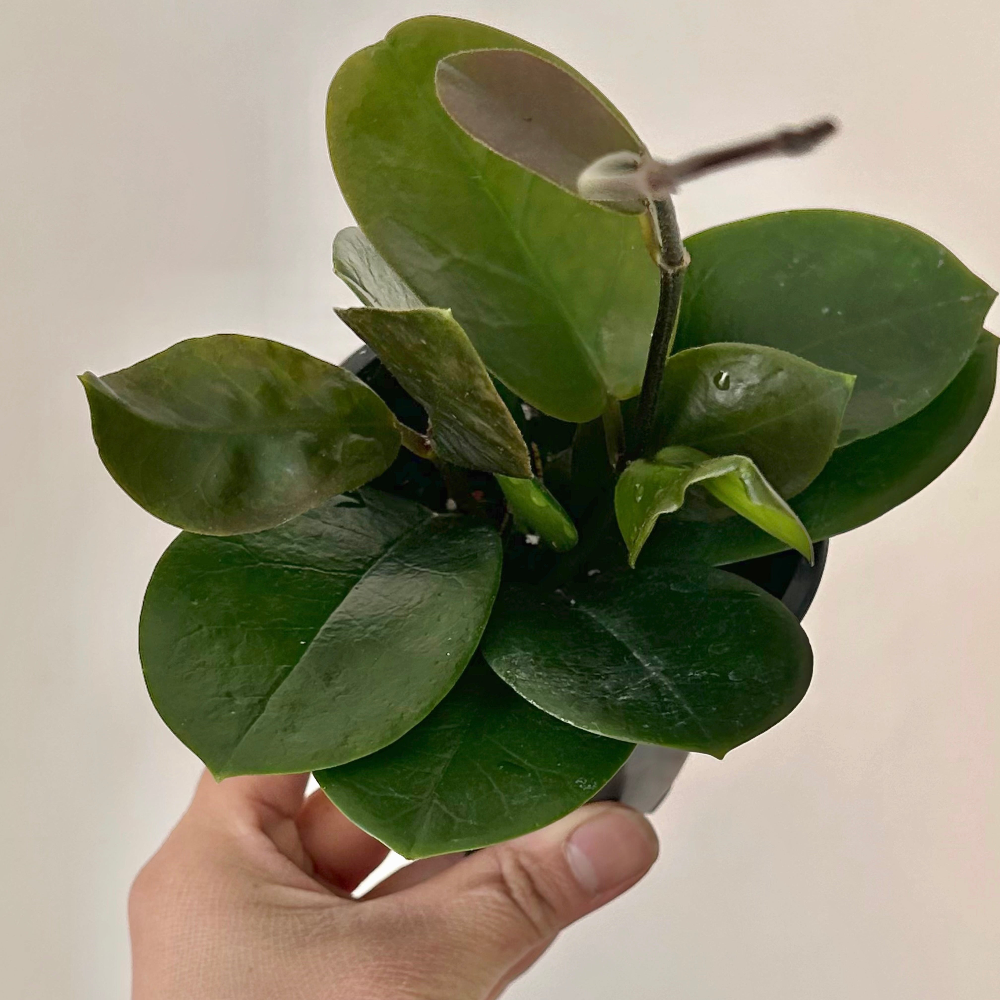 Hoya australis 3.5” pot