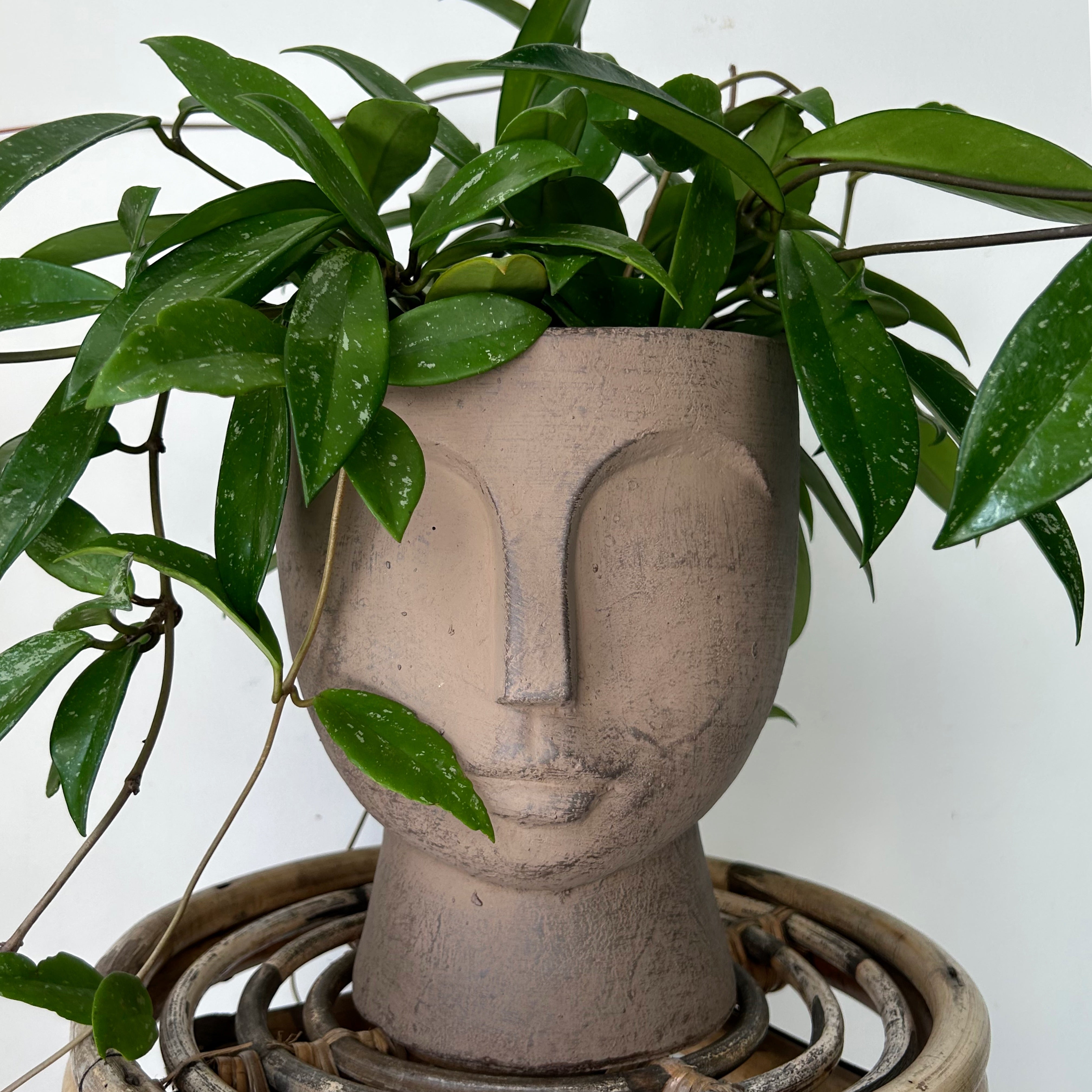 JUNO Pedestal Face Planter (7”x9)