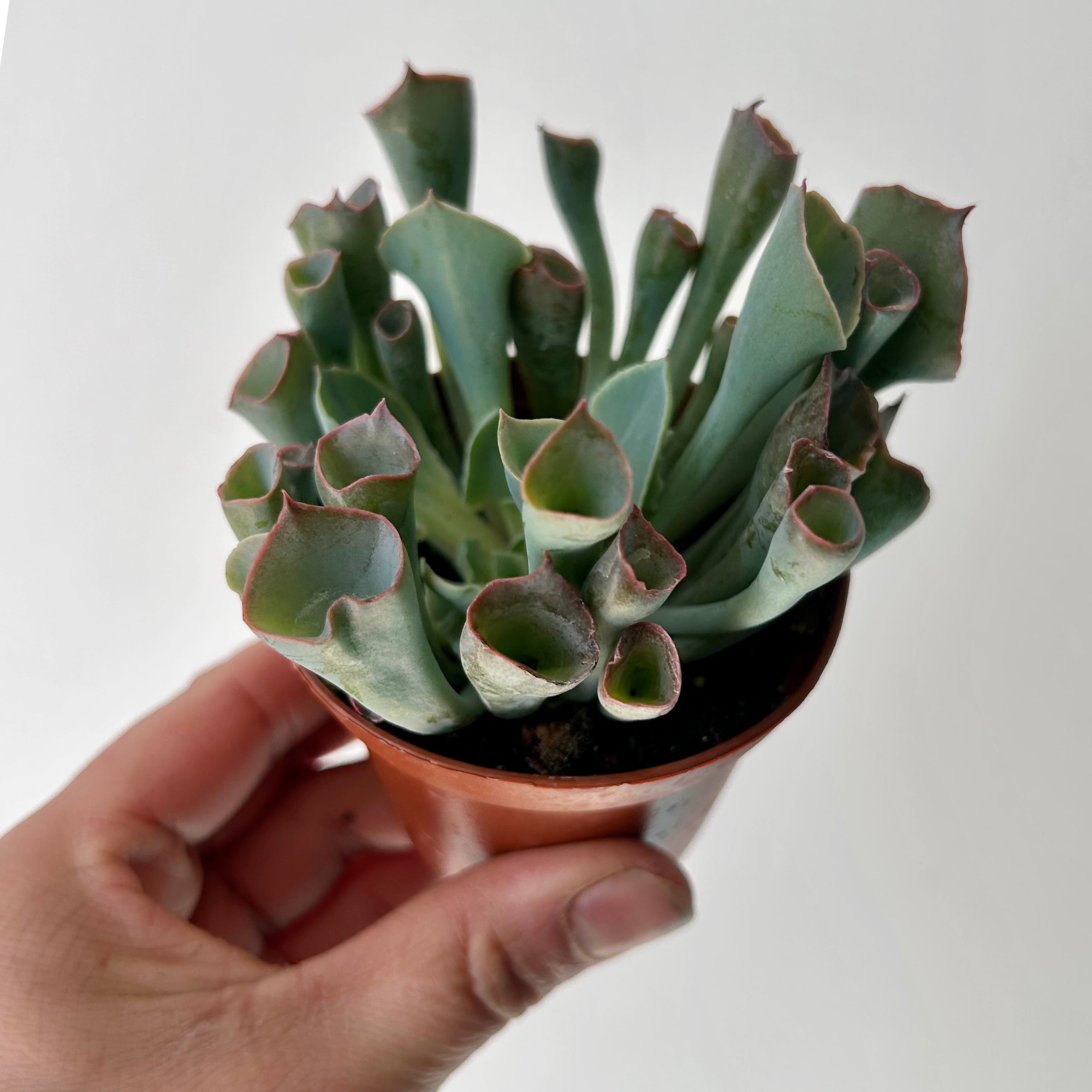 Echeveria “Trumpet Pinky” 3”pot