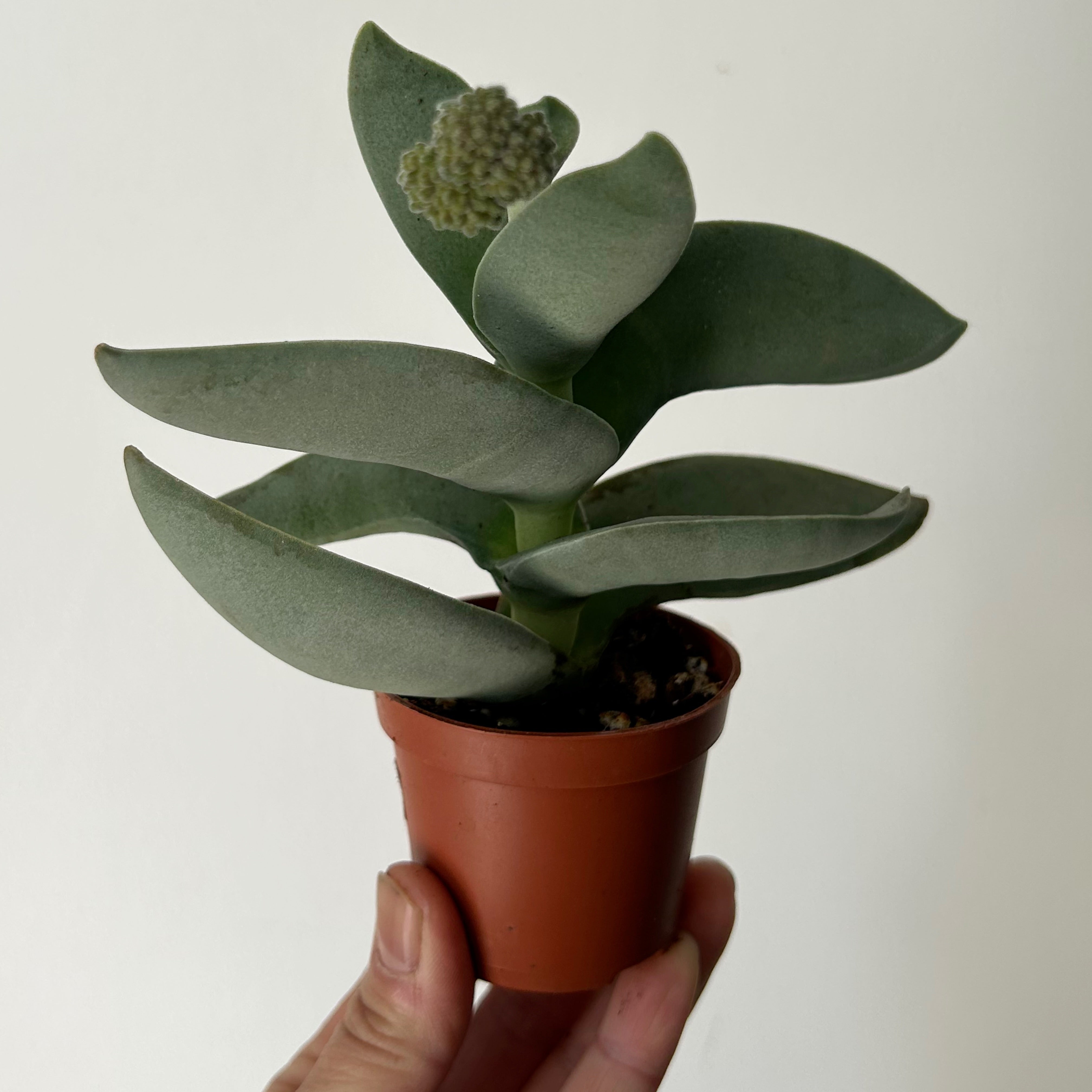 Propeller Succulent (Crassula perfoliata var. falcata) 2.5”pot