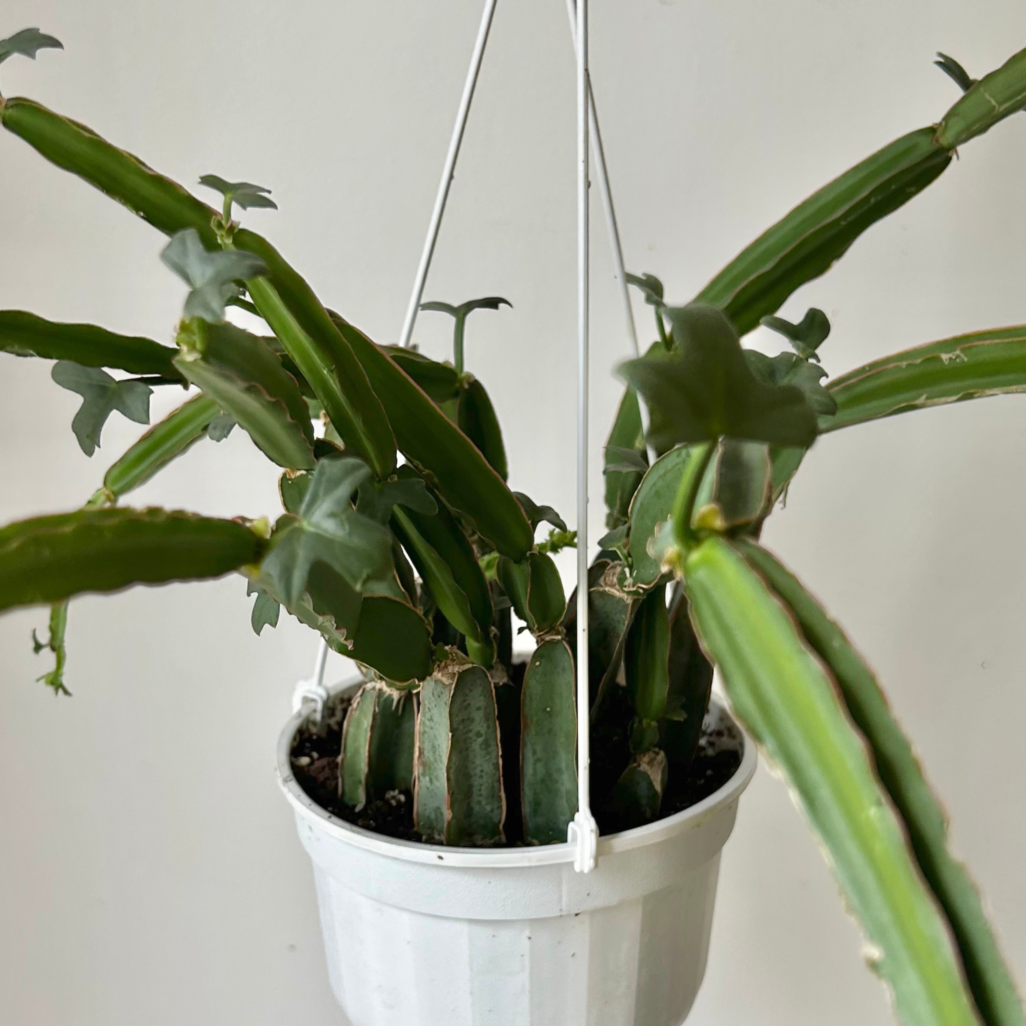 Grape Veldt (Cissus quadrangularis) 6” hanging basket
