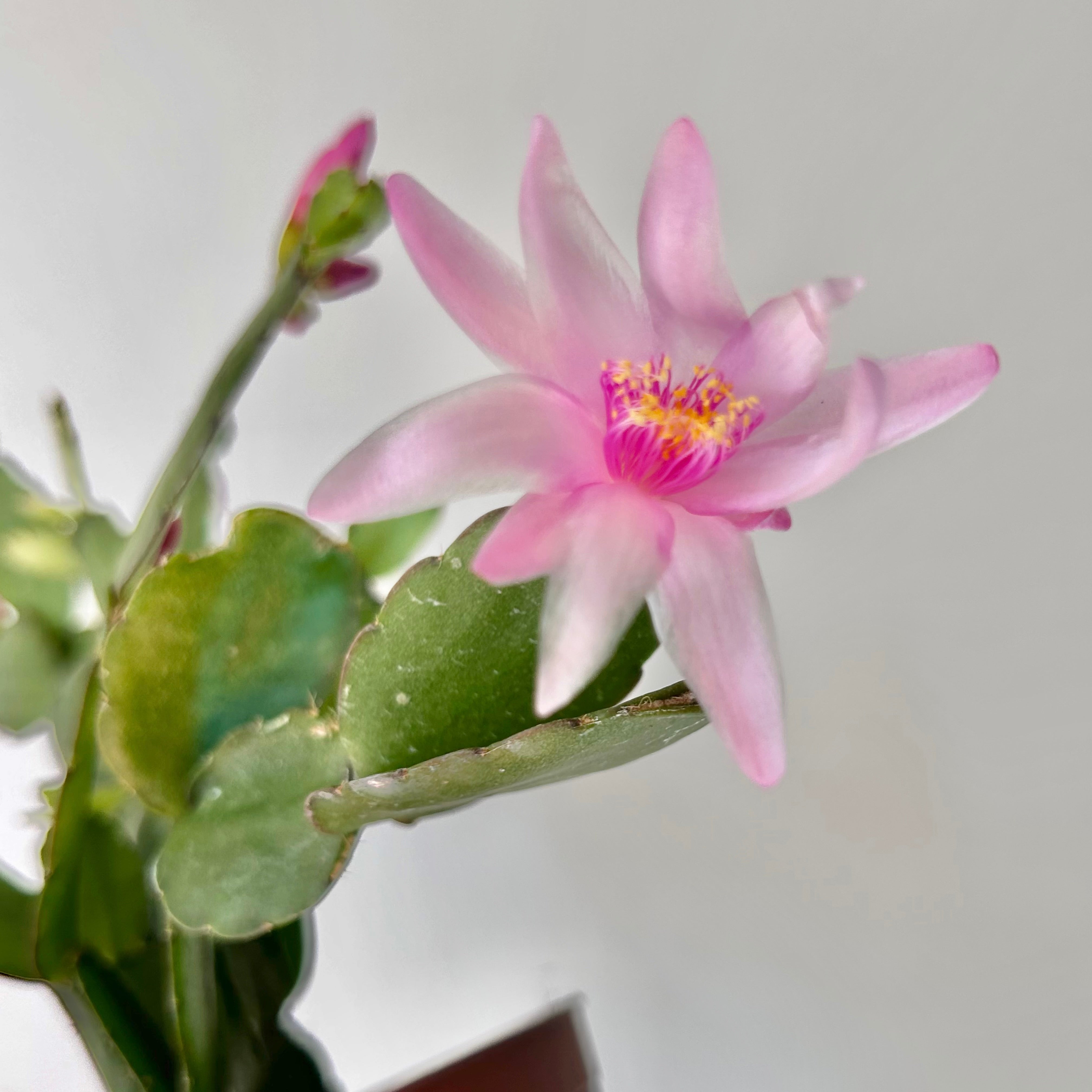 Easter Cactus (Rhipsalidopsis gaertneri ) 4”pot