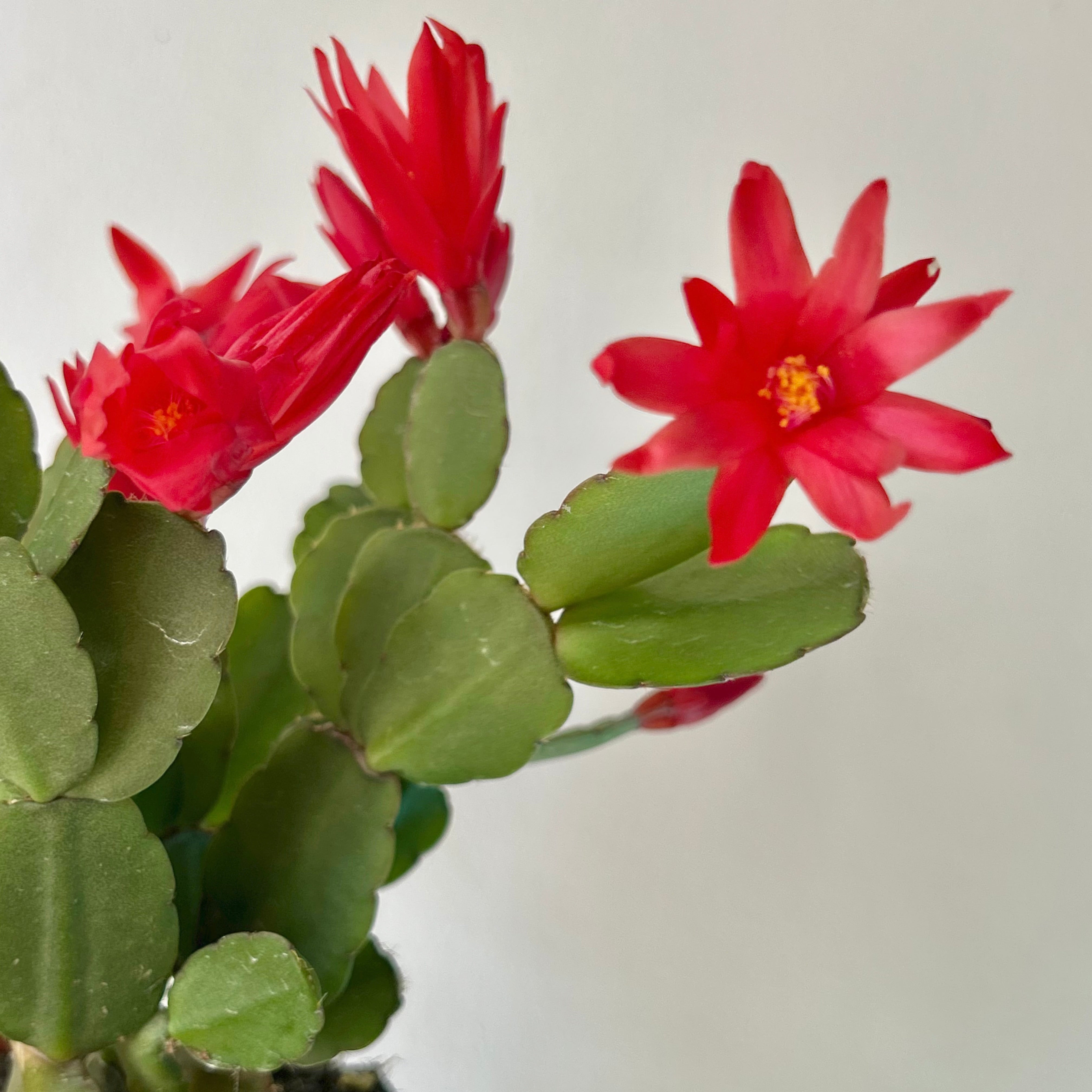 Easter Cactus (Rhipsalidopsis gaertneri ) 4”pot