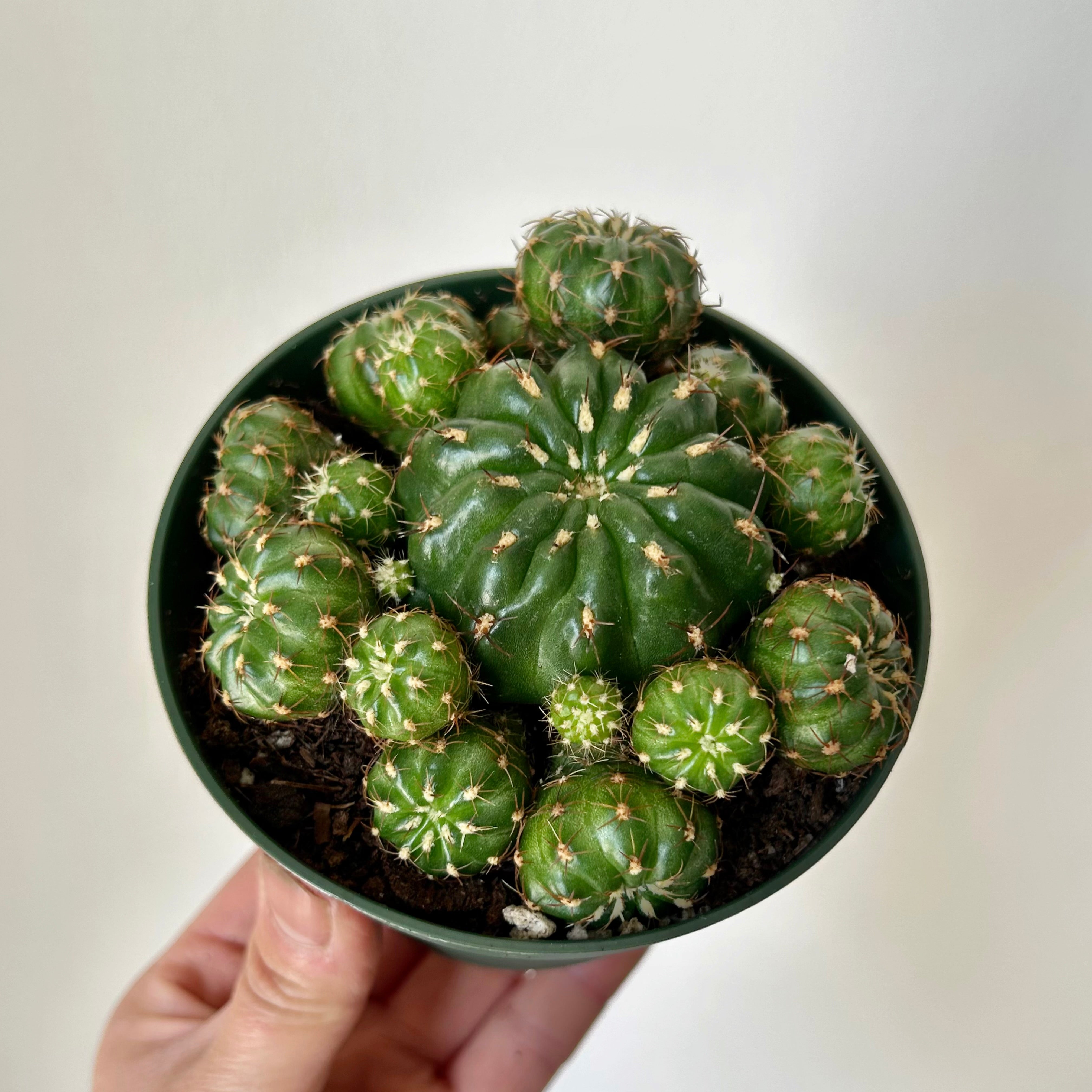 Matucana Polzii 4” pot