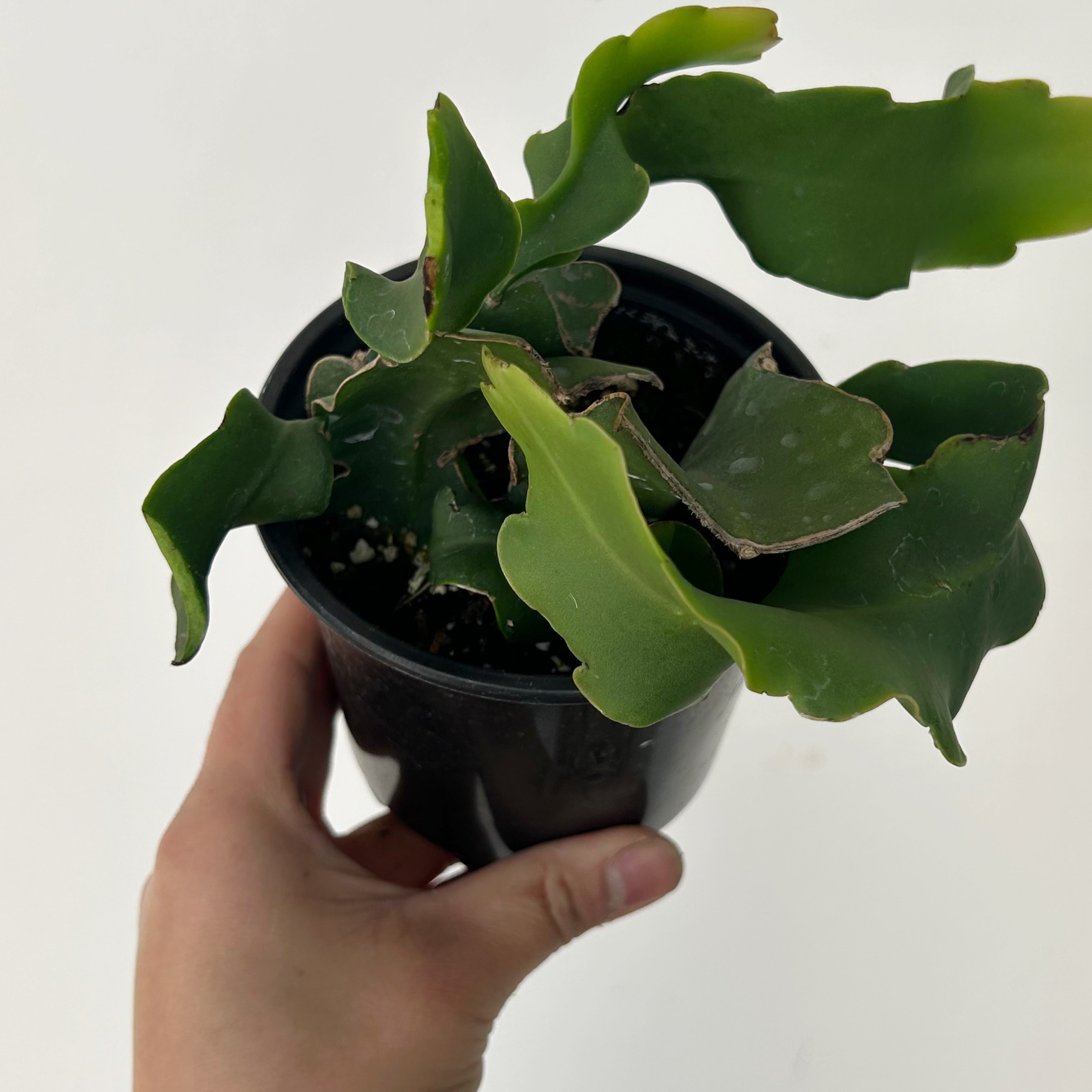 Curly Sue Orchid Cactus (Epiphyllum guatemalense) 4” pot