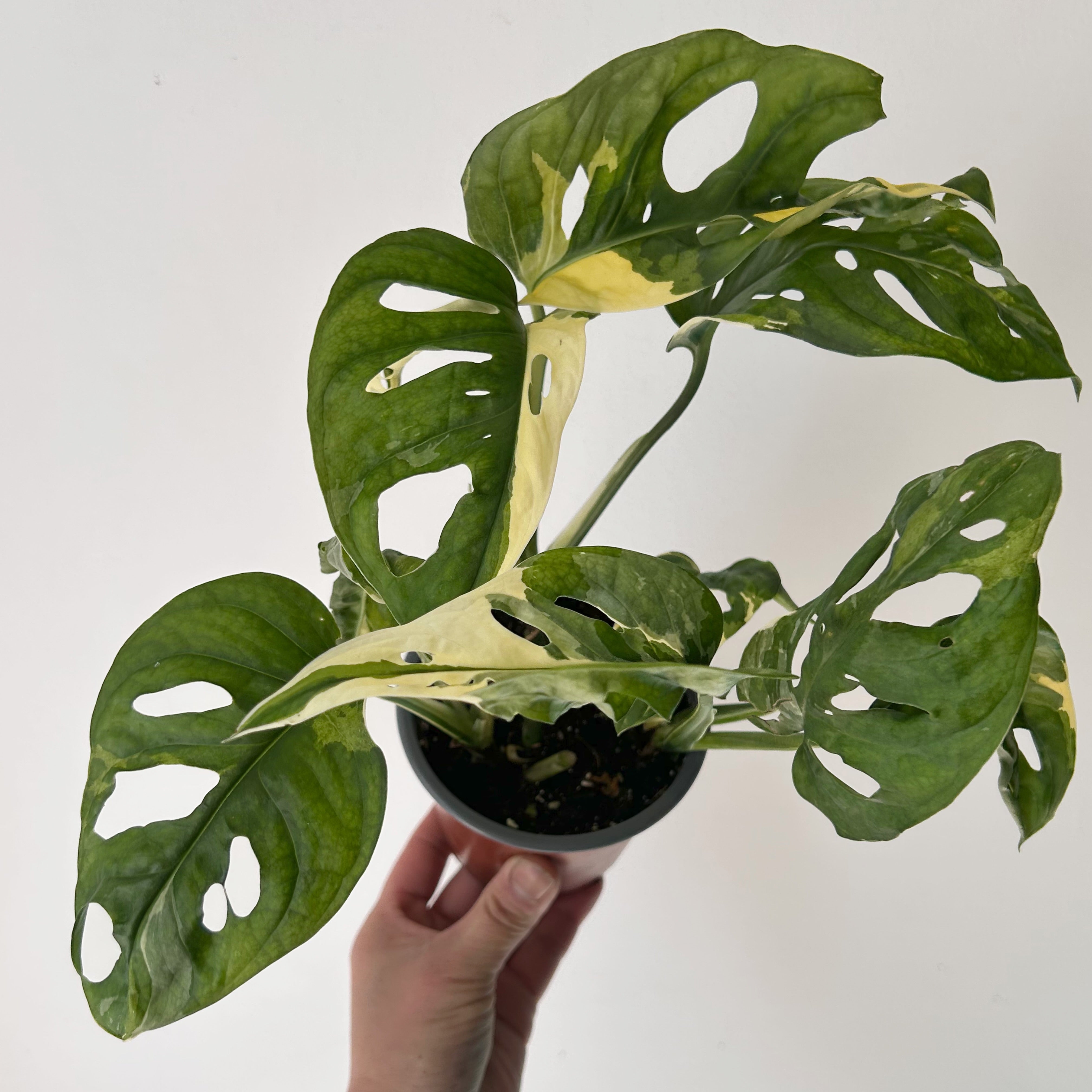 Monstera adansonii aurea variegated 4” pot