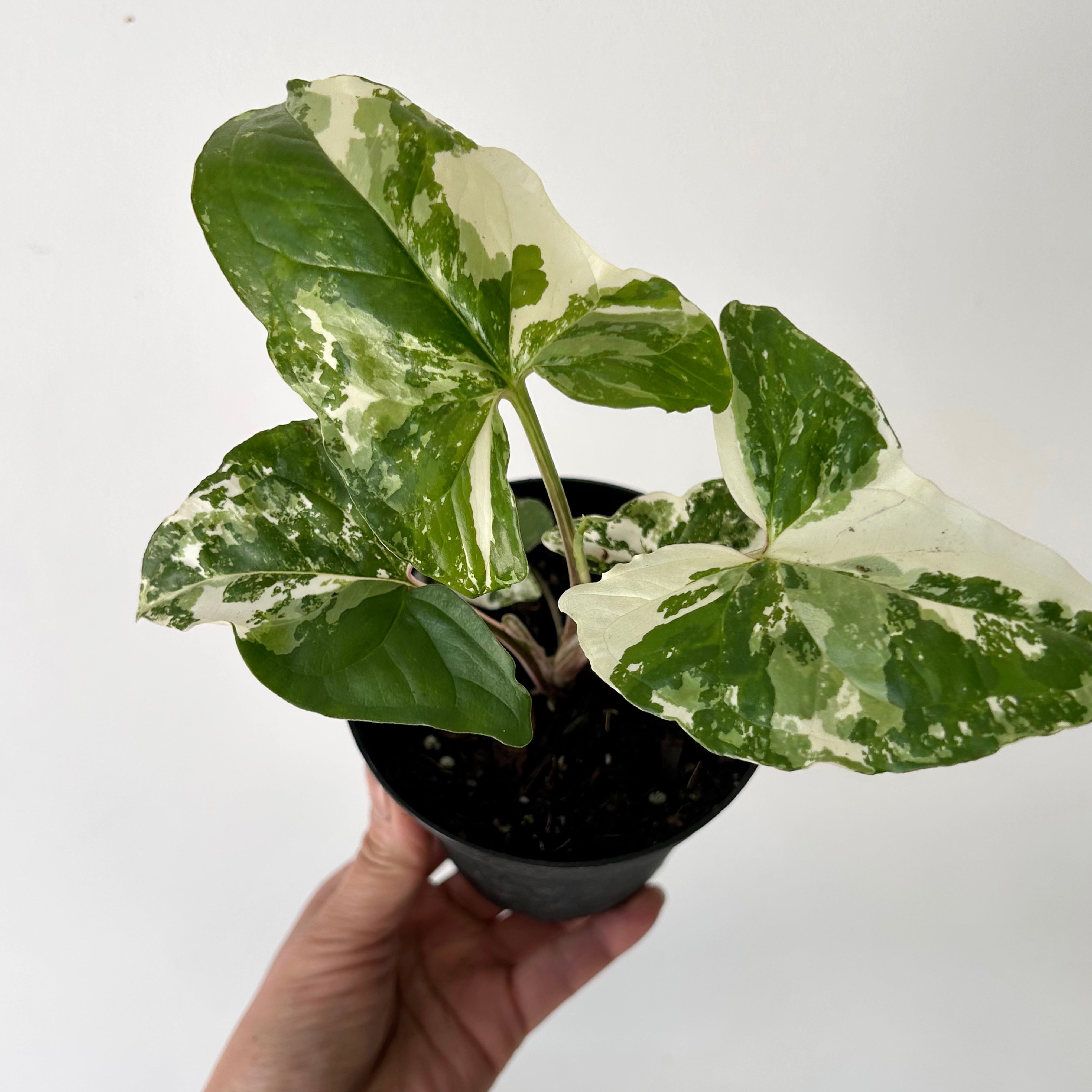 Syngonium Podophyllum Albo Variegated 4” pot