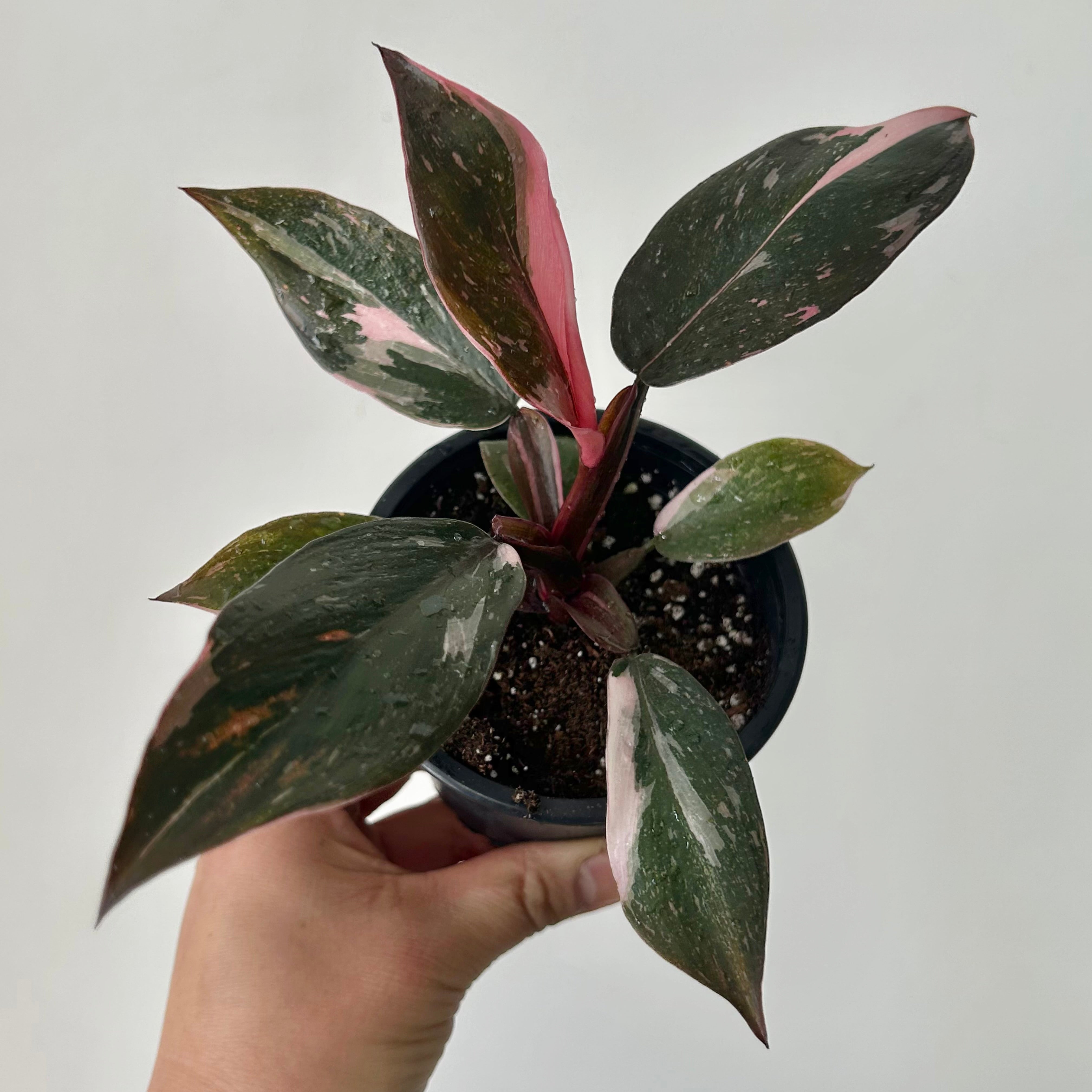 Philodendron “Pink Princess” 3.5"pot