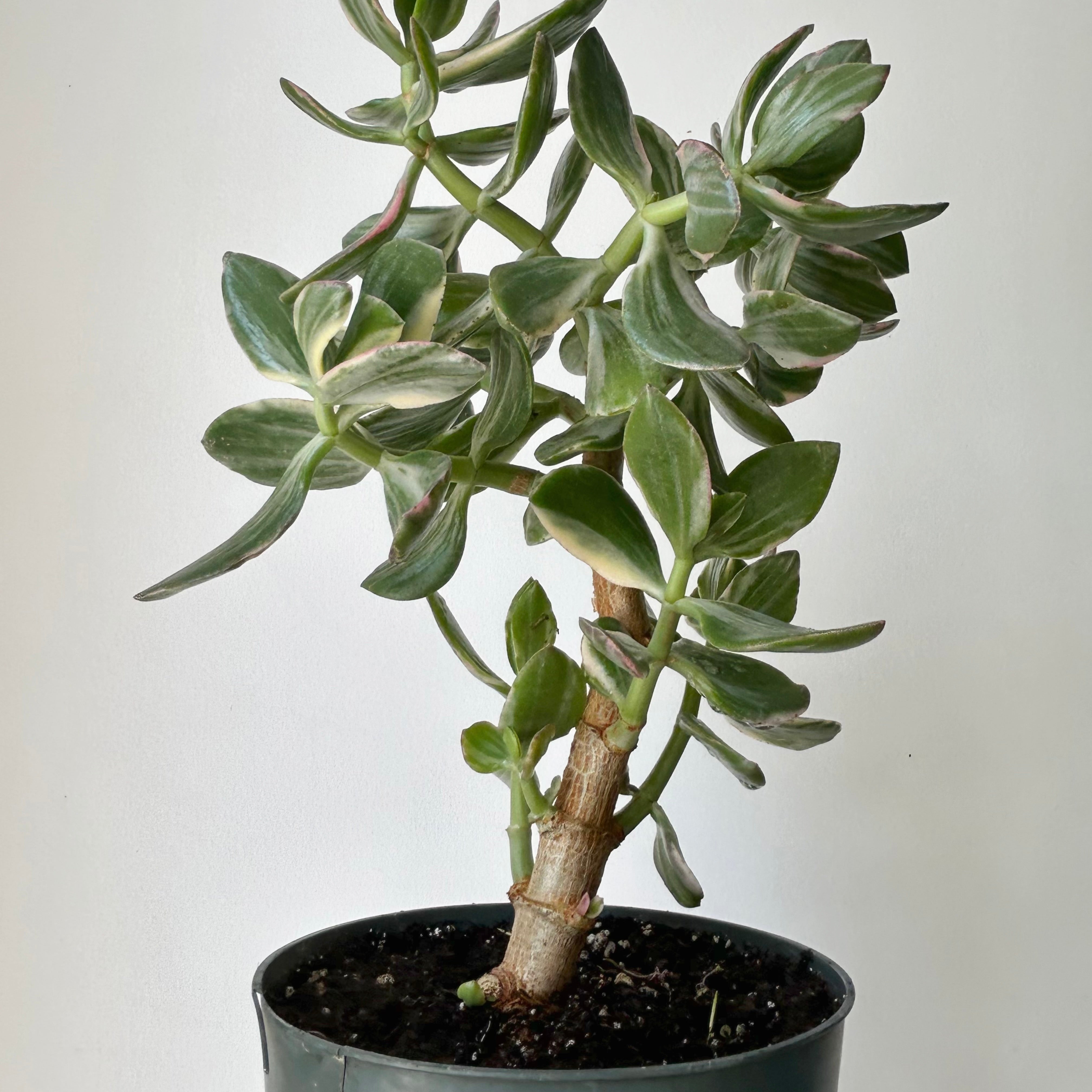 Variegated Jade Succulent Tree  (Crassula Ovata Tricolour) 6”pot