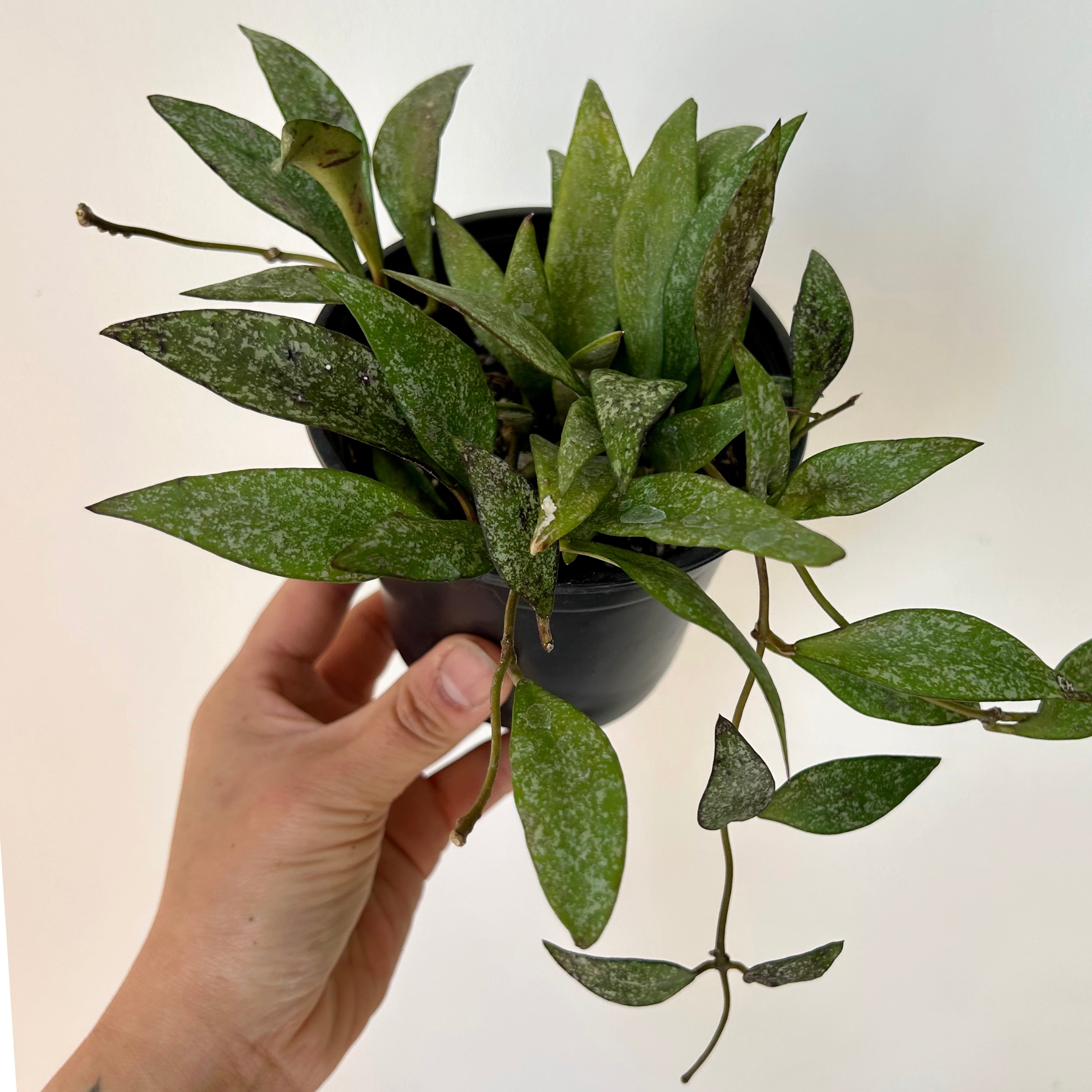 Hoya parviflora splash 4”pot