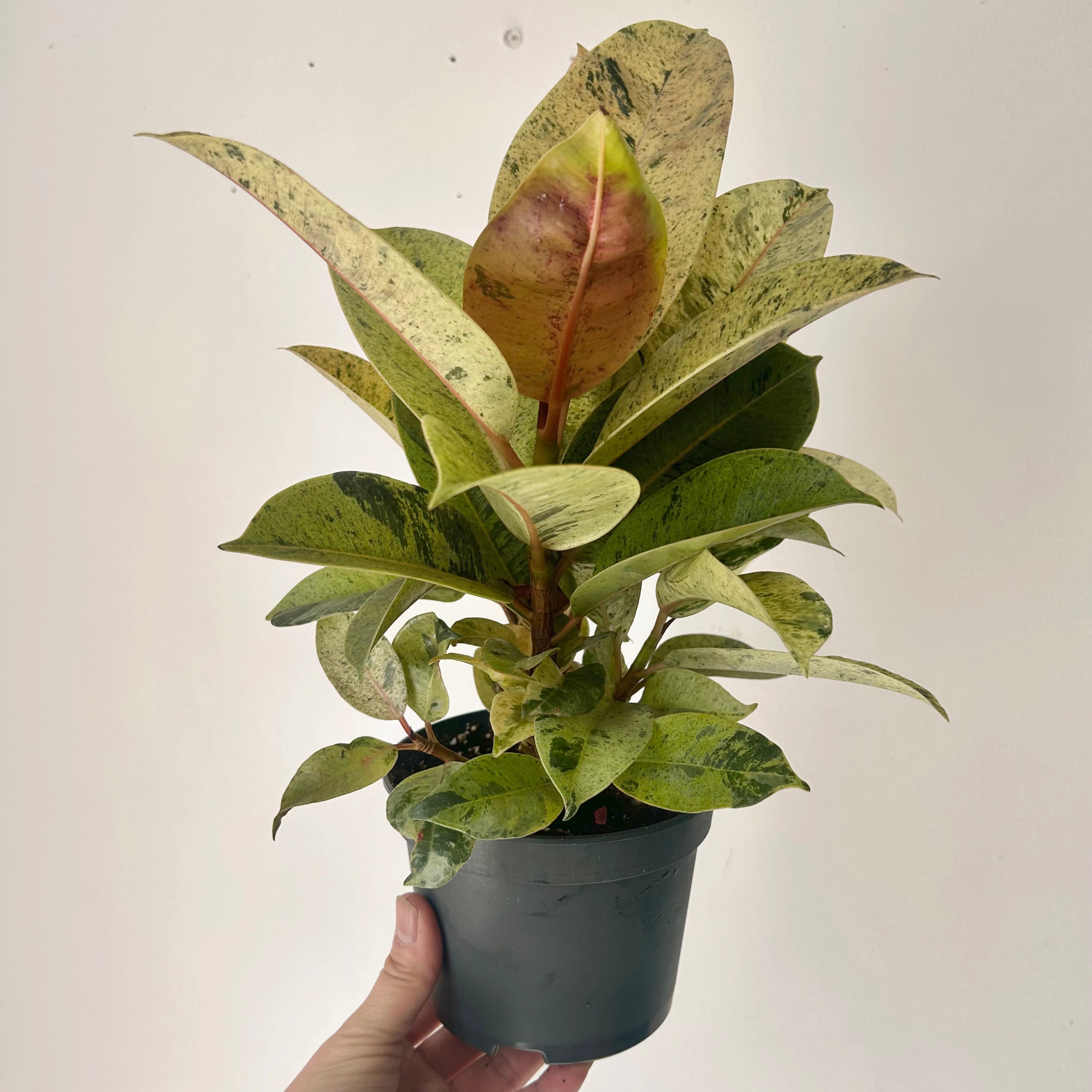 Ficus Shivereana Moonshine 5”pot