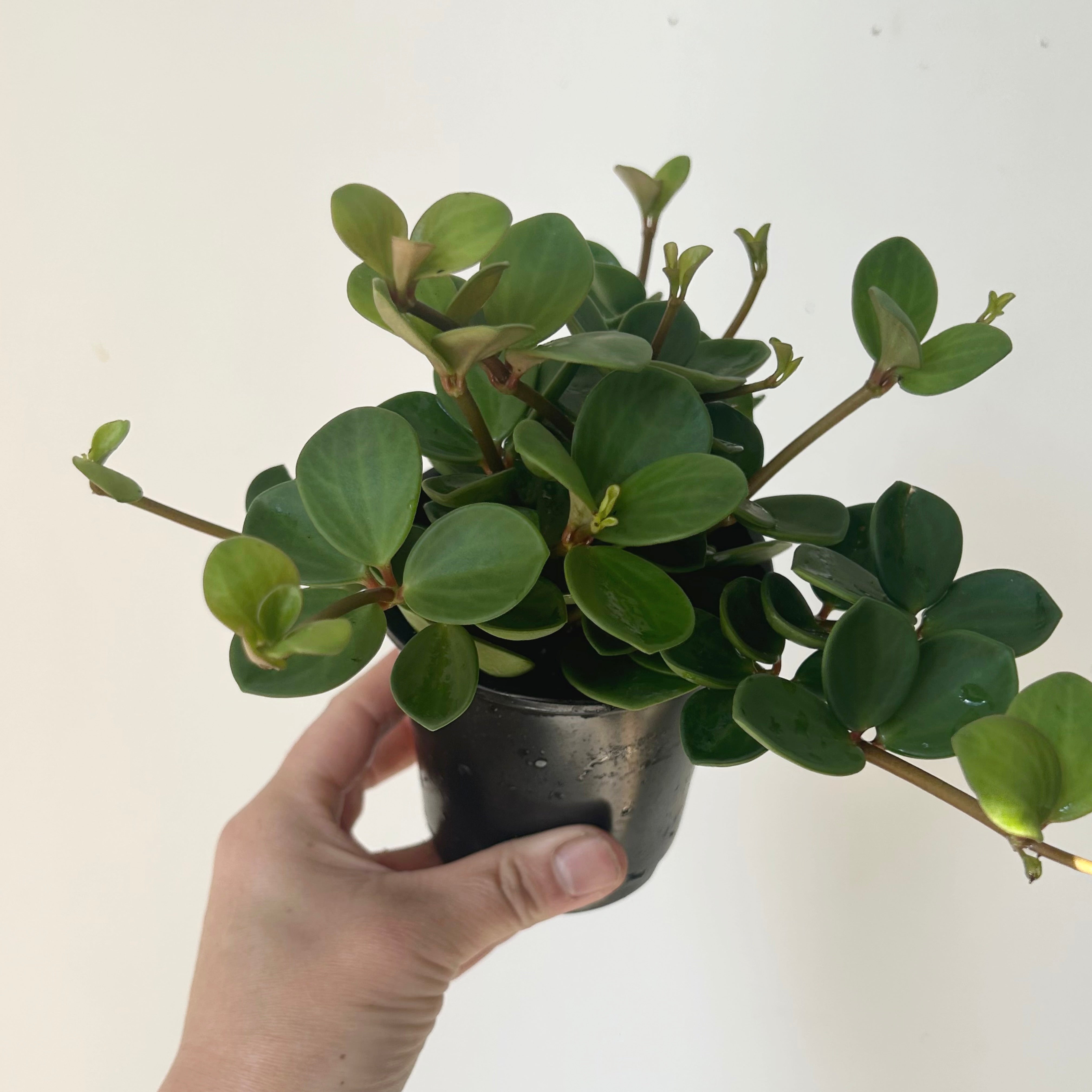 Peperomia “Hope” (tetraphylla), 3.5”pot