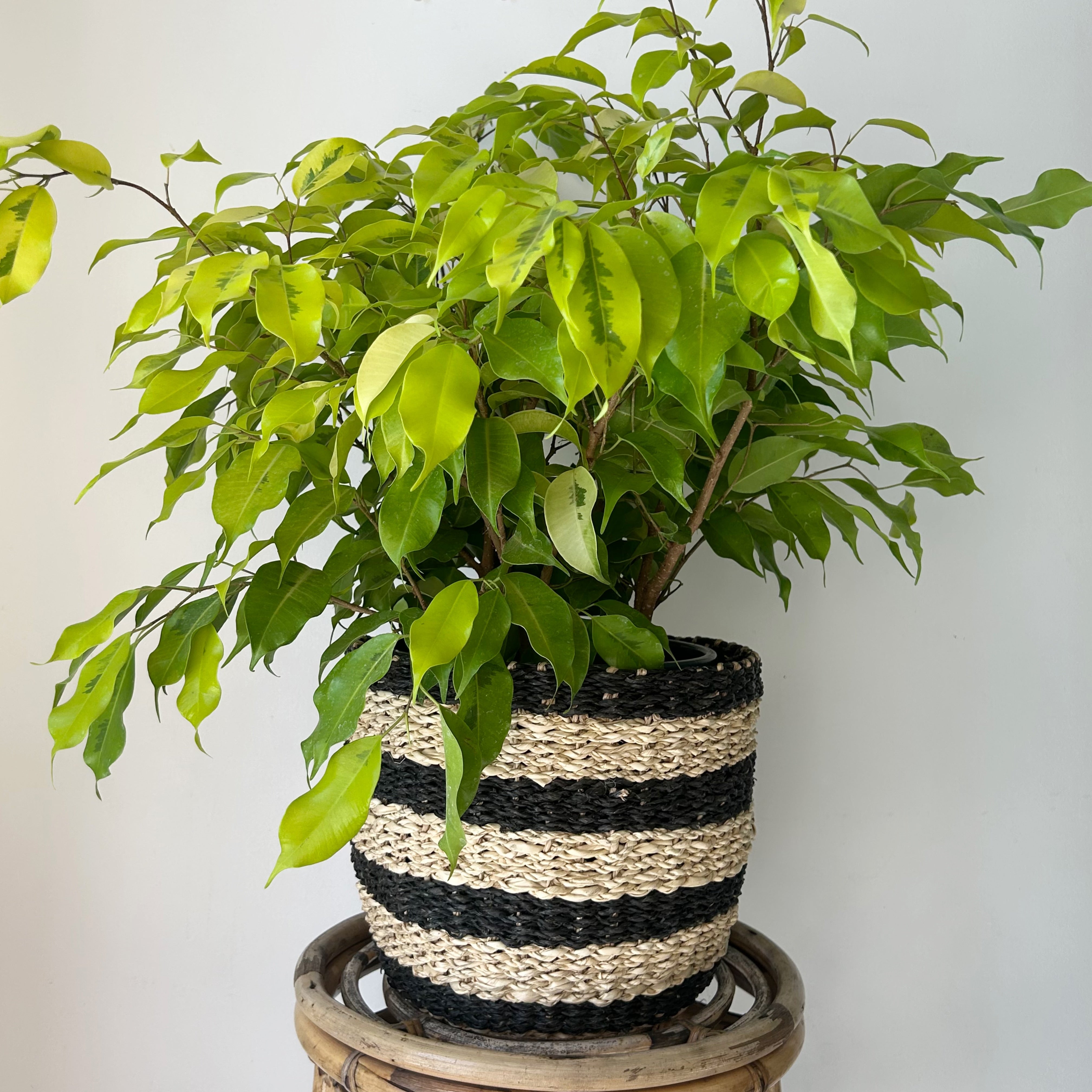 Ficus Benjamina “Lime”approximately 2 ft tall in 8”Pot