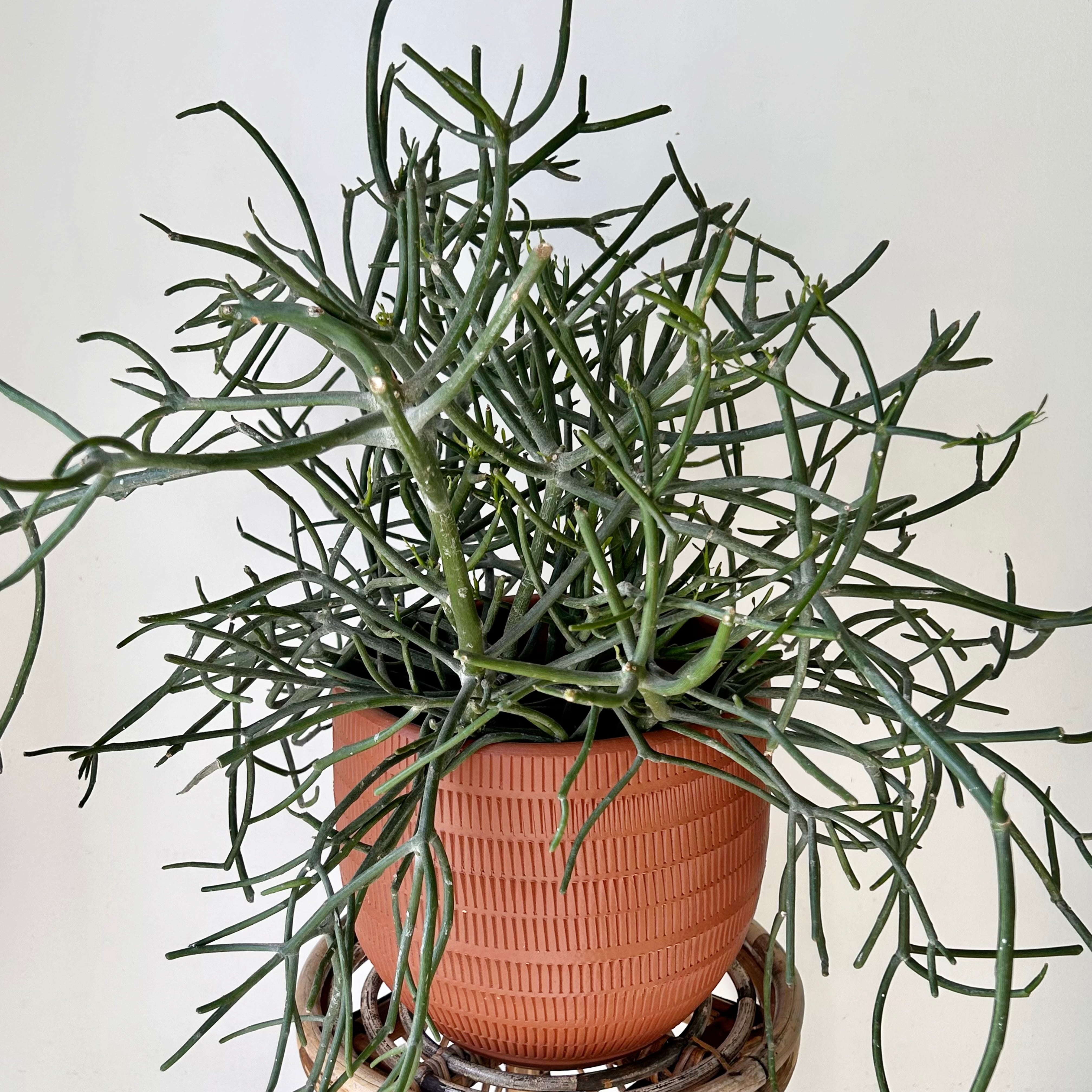 Pencil Cactus (Euphorbia Tirucalli) 10” pot