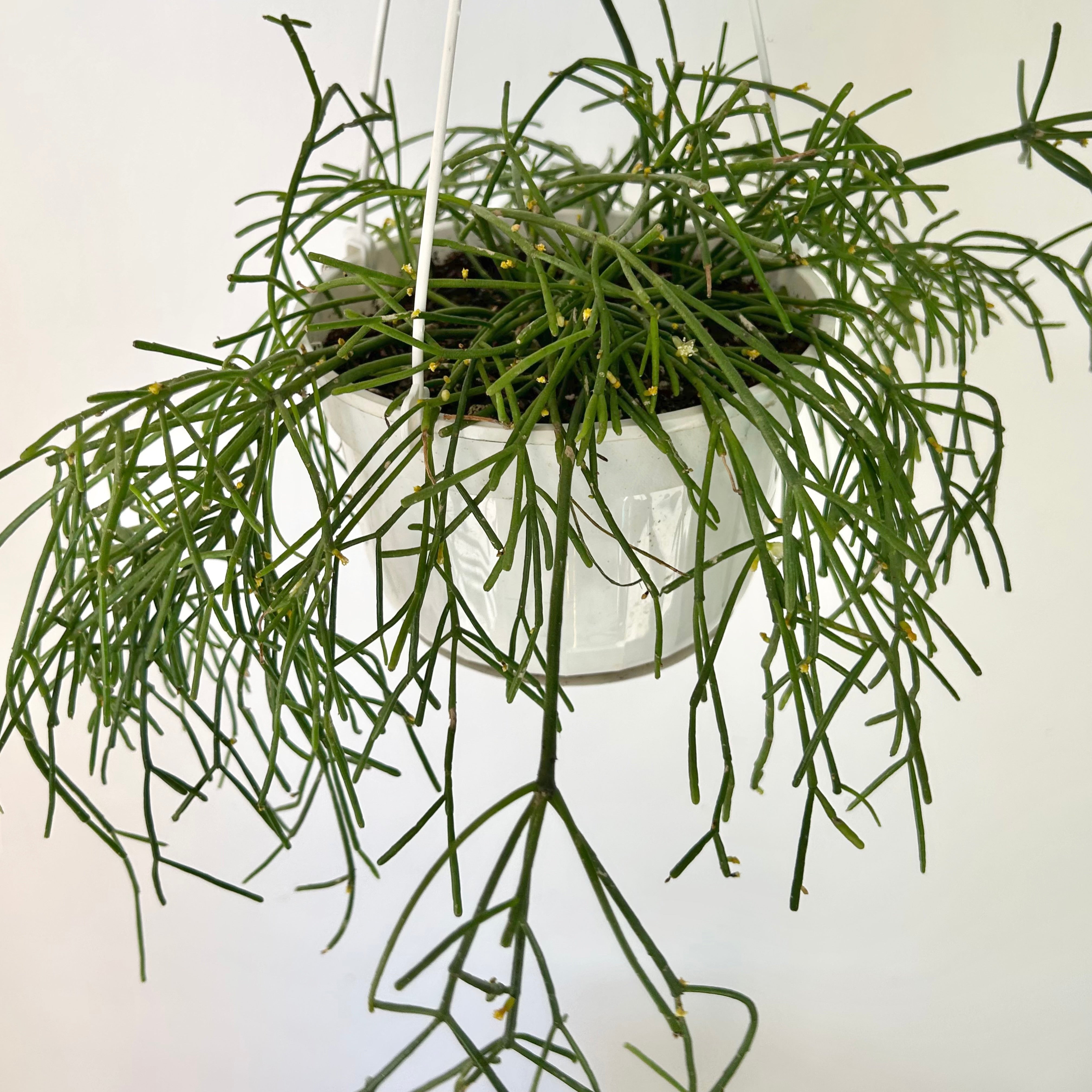Rhipsalis capilliformis 6”hanging basket