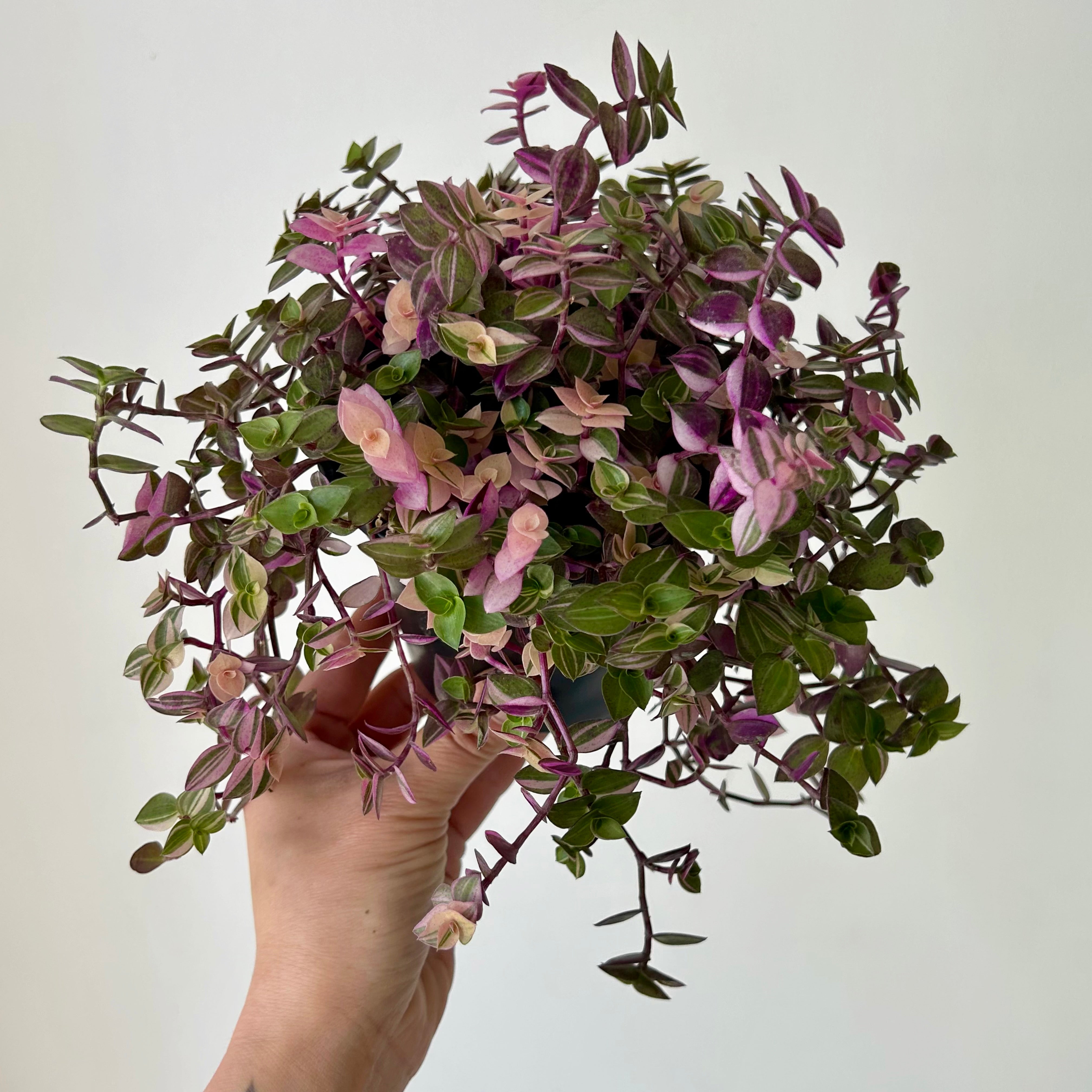 Callisia Repens "Bianca" 4.25” pot