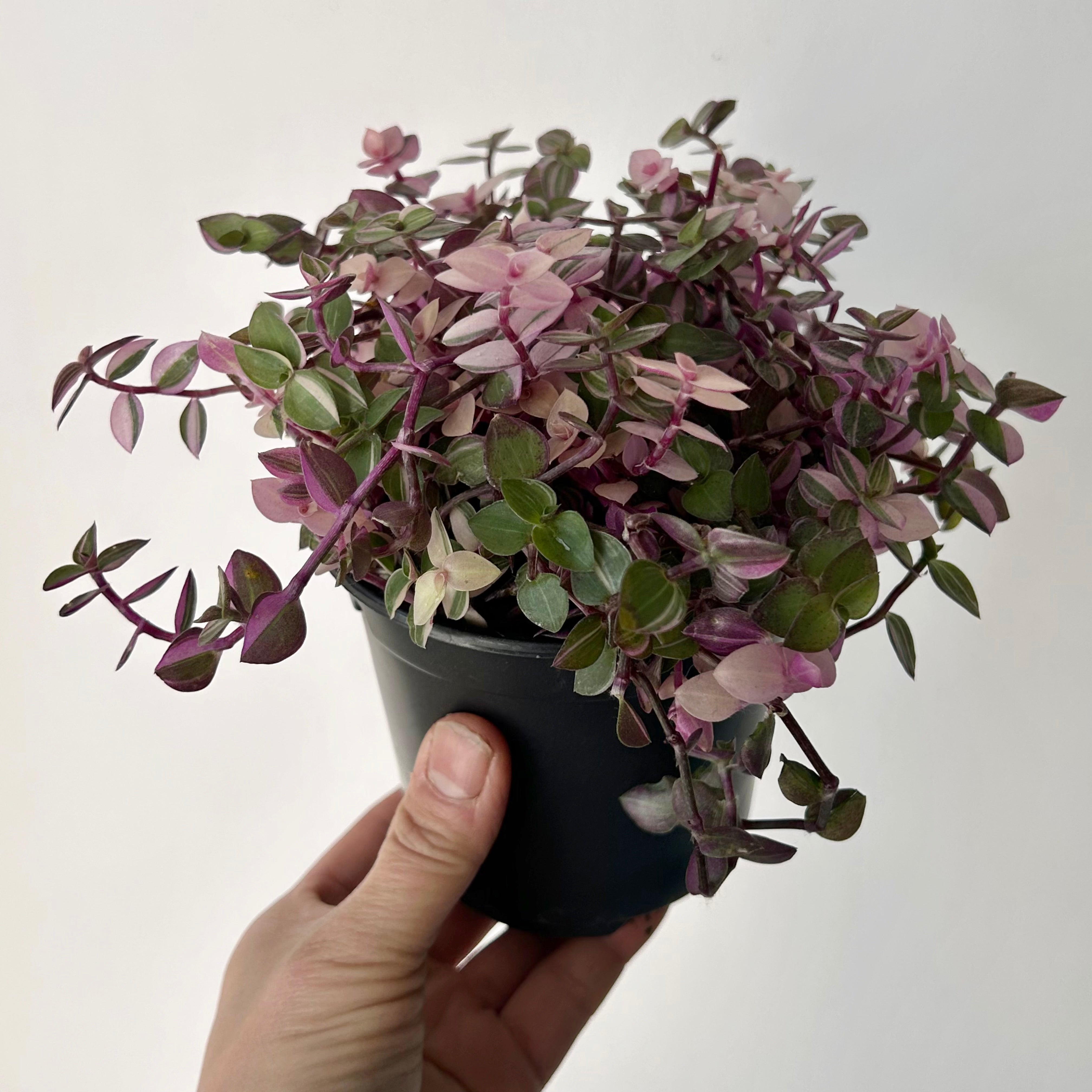 Callisia Repens "Bianca" 4.25” pot