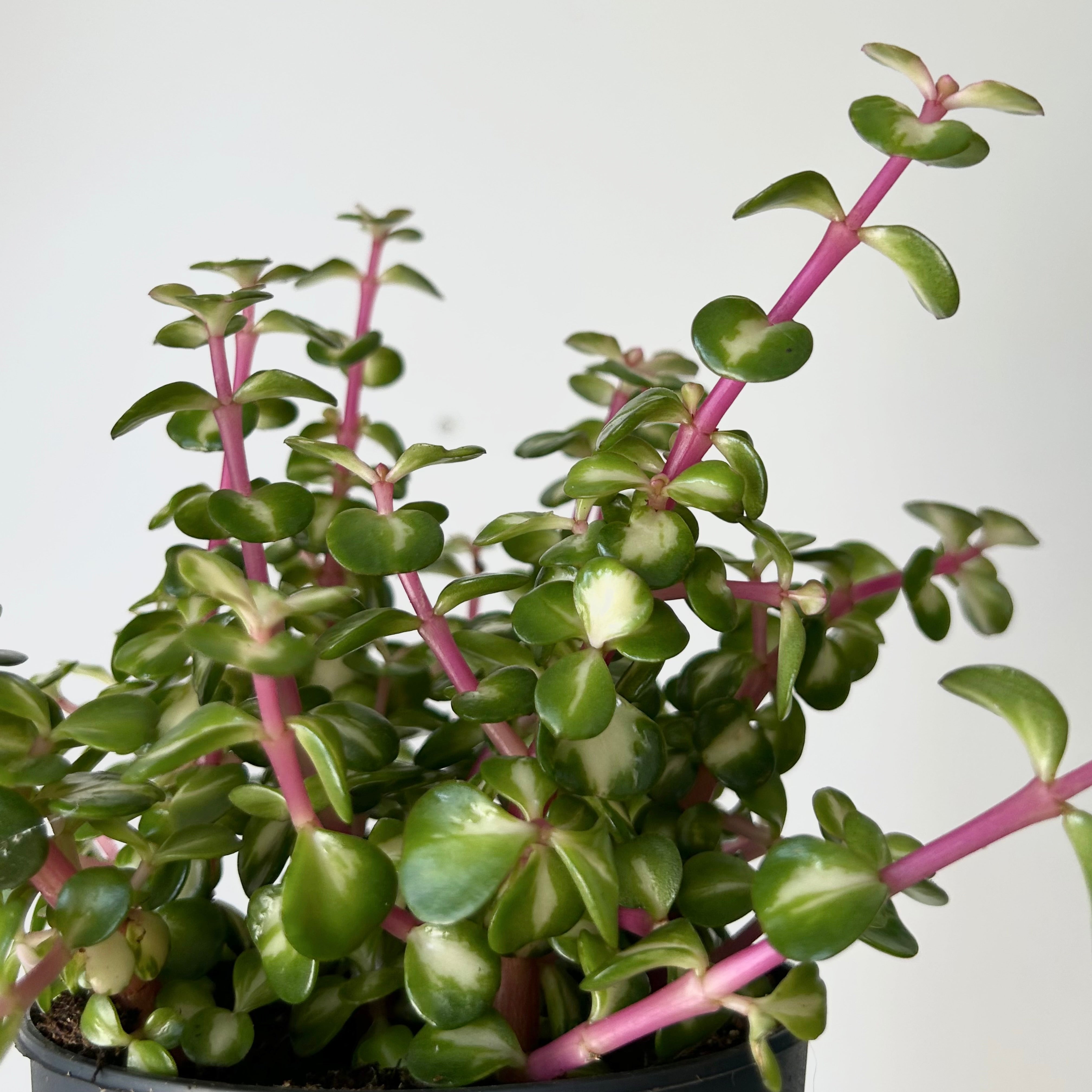 Variegated Elephant Bush Succulent  (Portulacaria Mediopicta) 5”pot