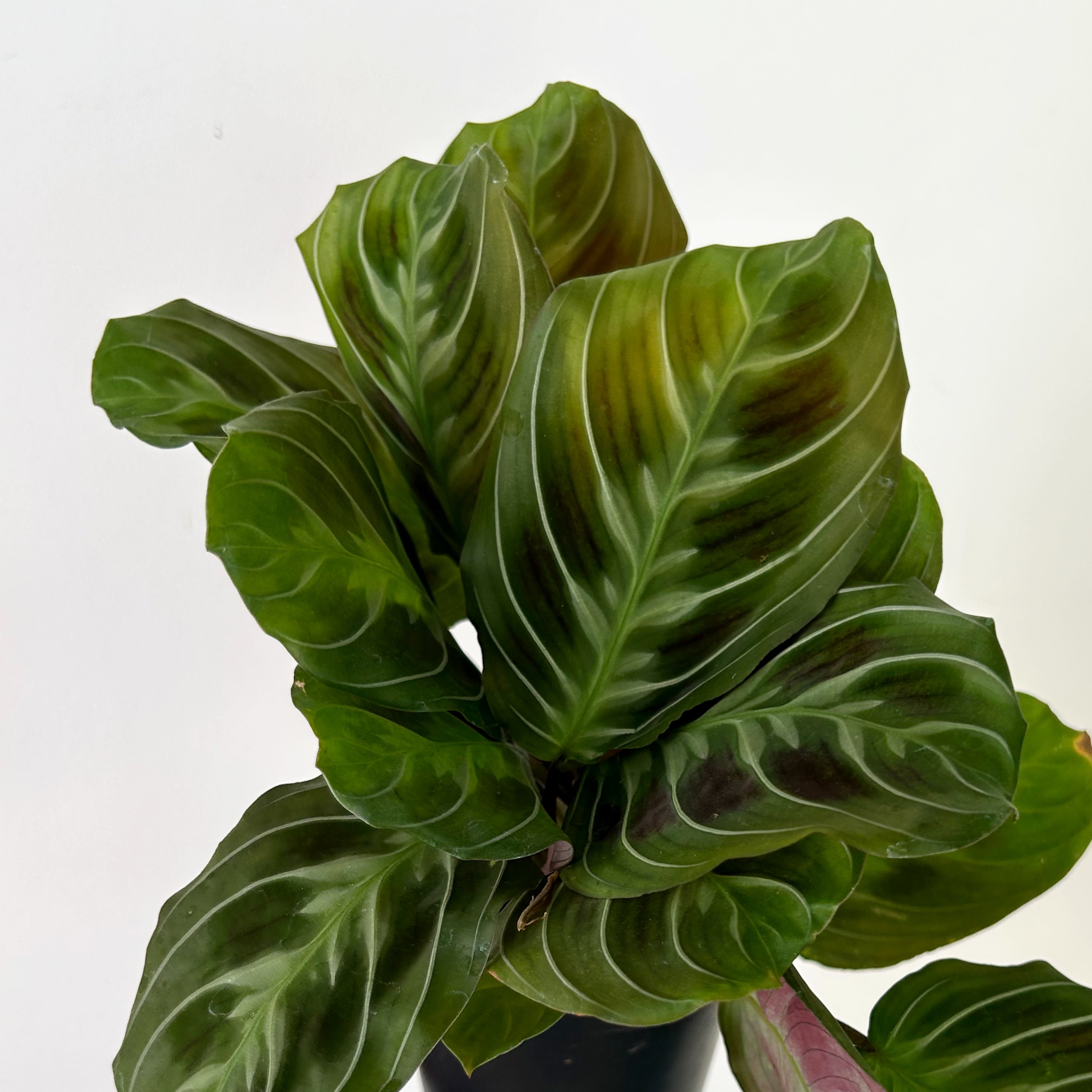 Maranta"Cat’s Moustache " 3.5” pot