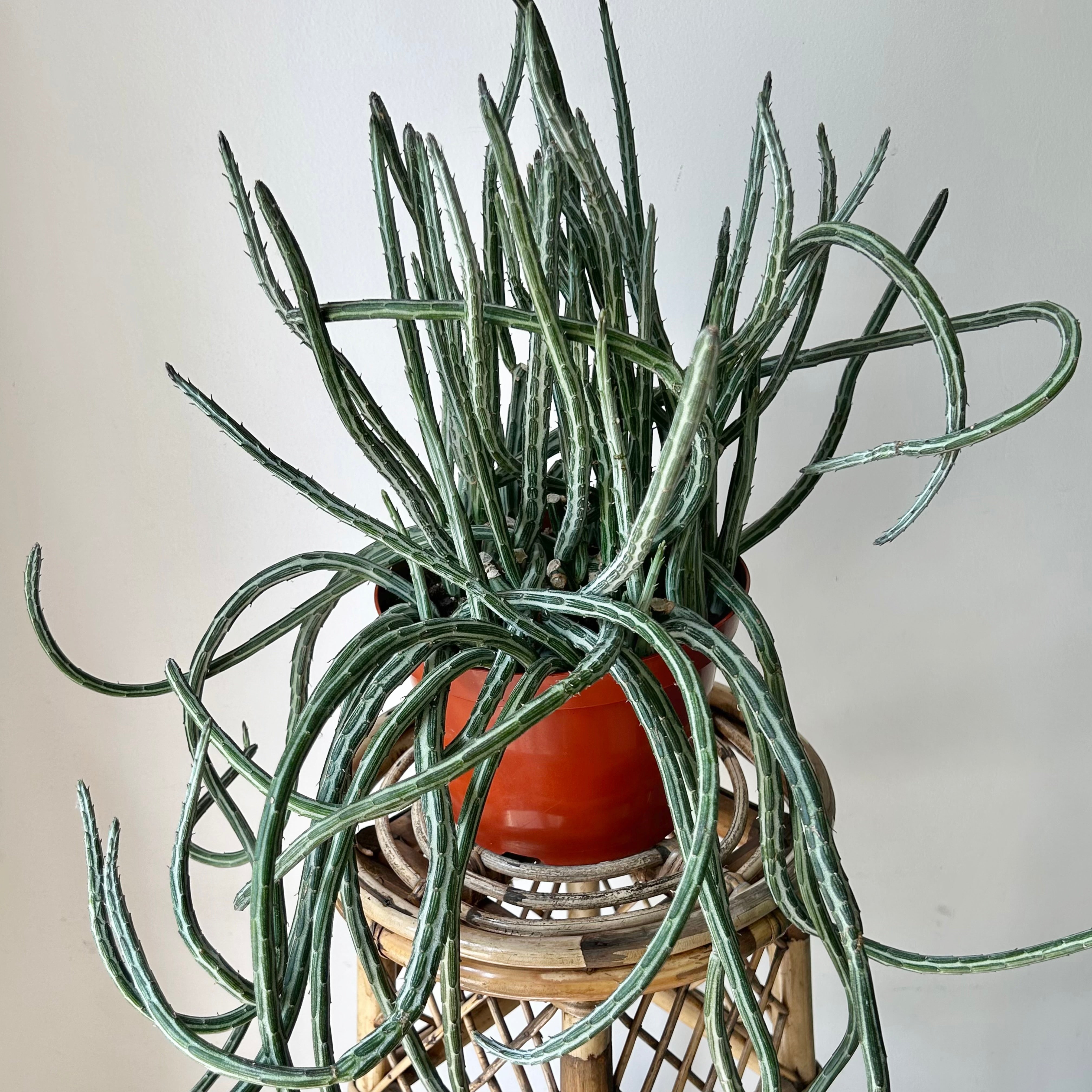 Senecio Stapeliiformis 8” pot