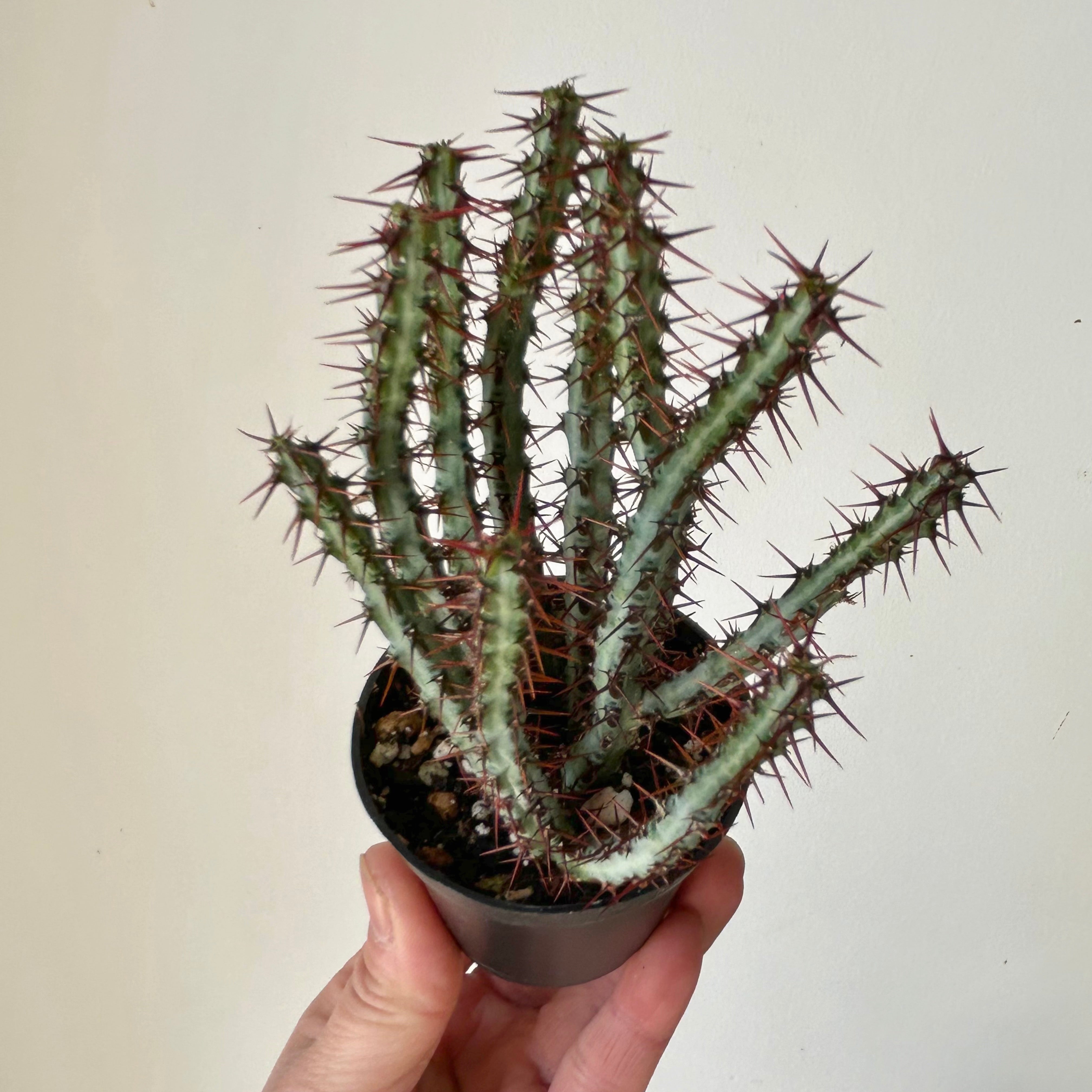 Euphorbia aeruginosa 2.5” pot
