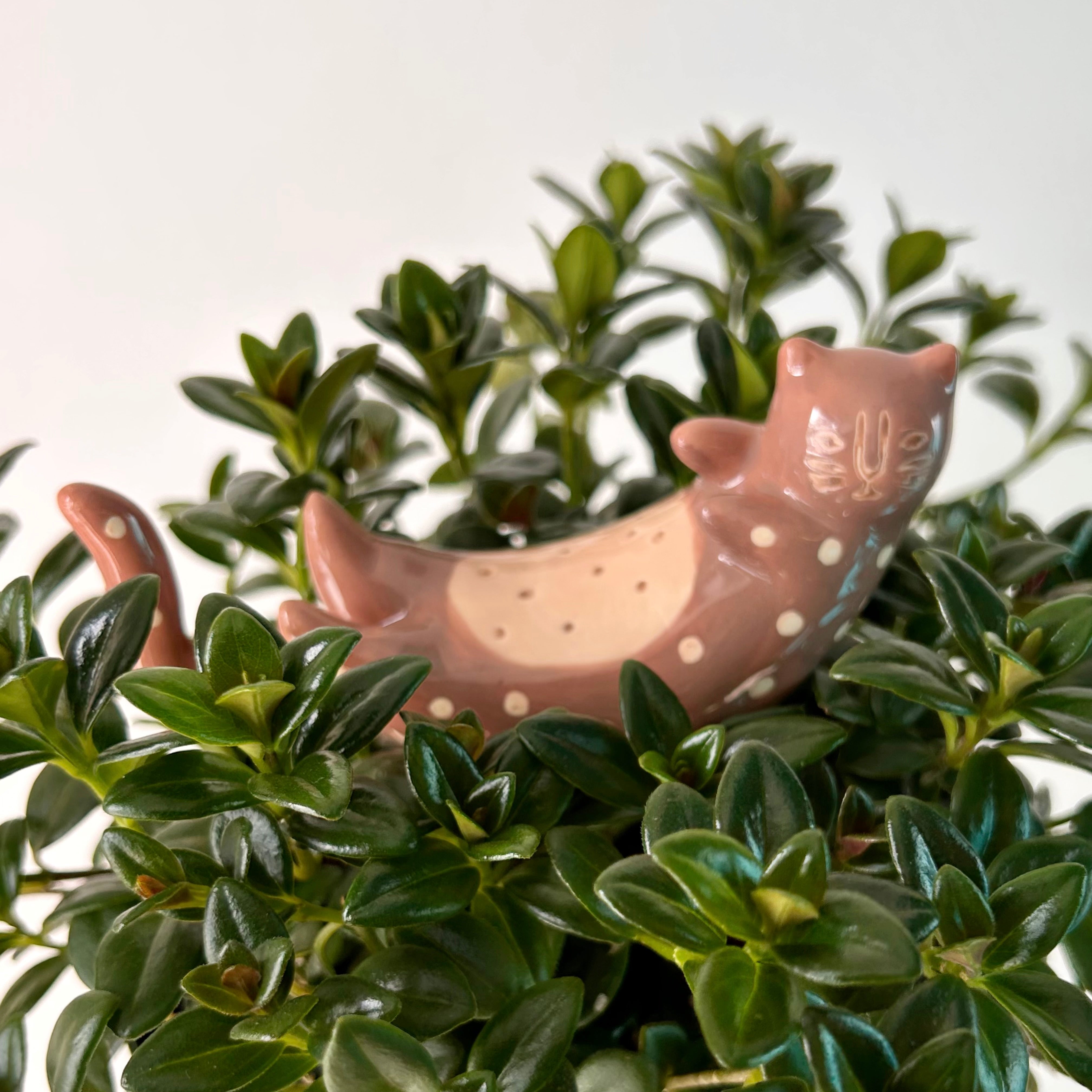 CURIOUS CATS-Ceramic Decorative Accents