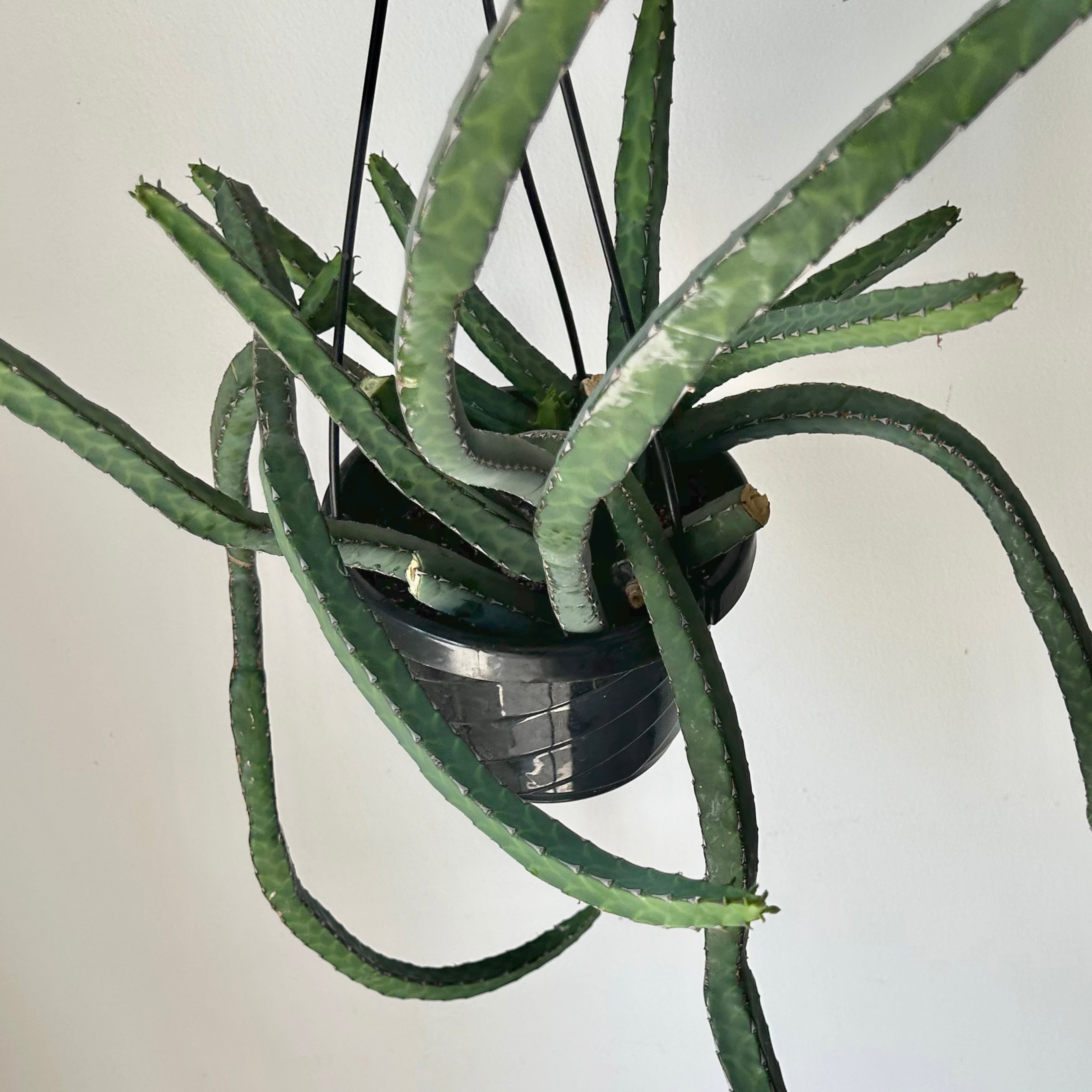 Euphorbia heterochroma 6” hanging basket