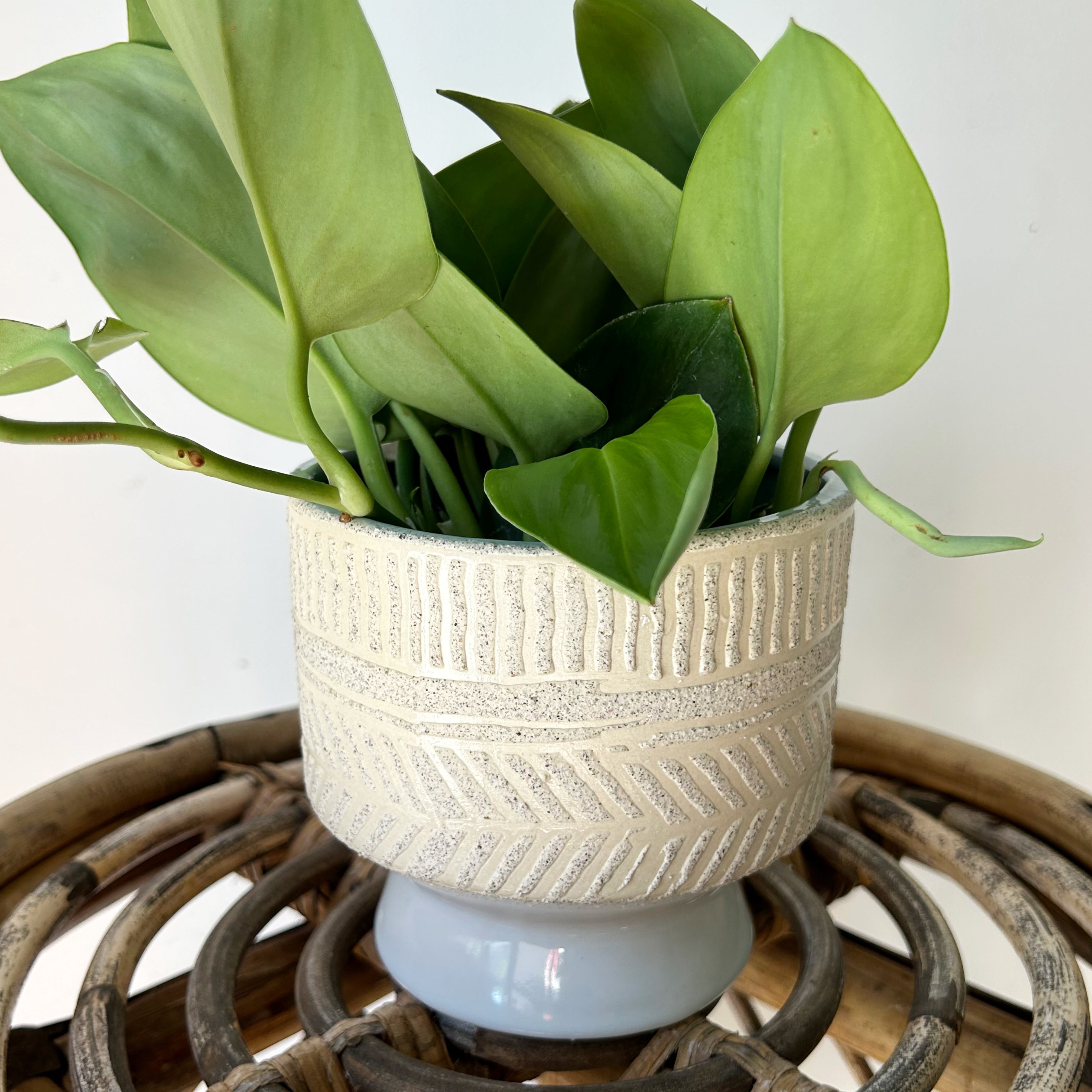 URSULA Raised Decorative Pot (4.5”x4.25”)